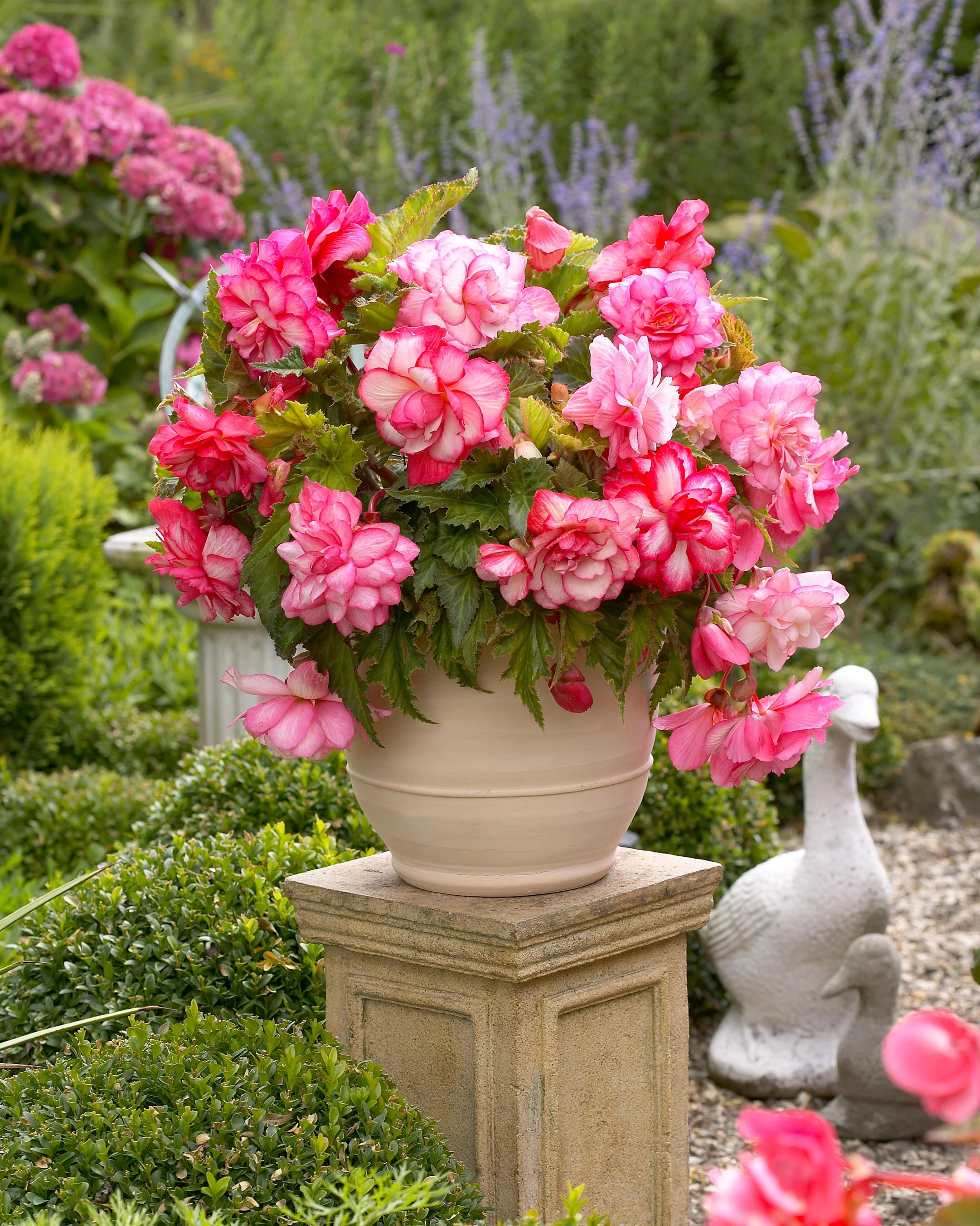 Begonia 'Pink Balcony' - Image 2
