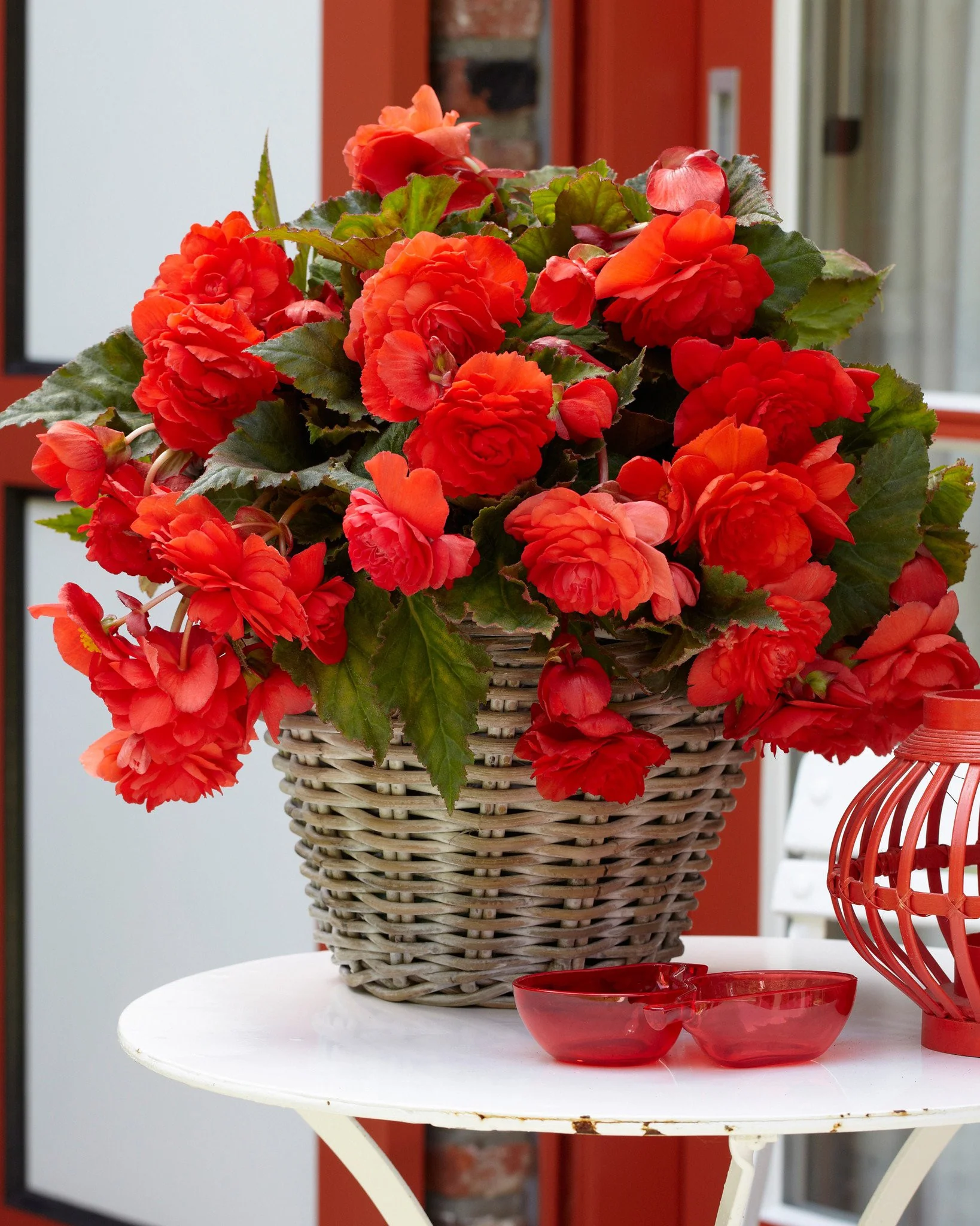Begonia odorata 'Red Glory' - Image 5
