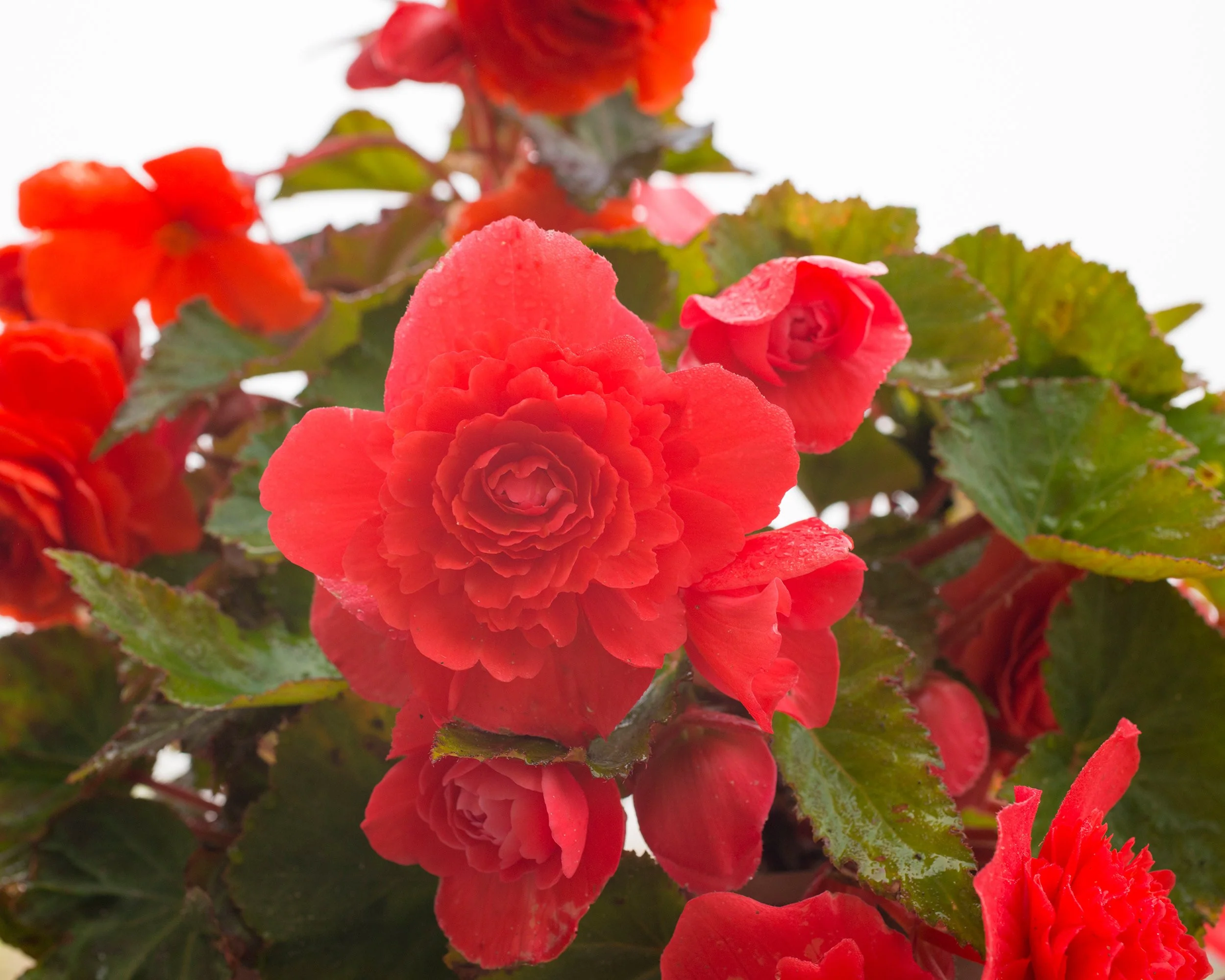 Begonia odorata 'Red Glory' - Image 6