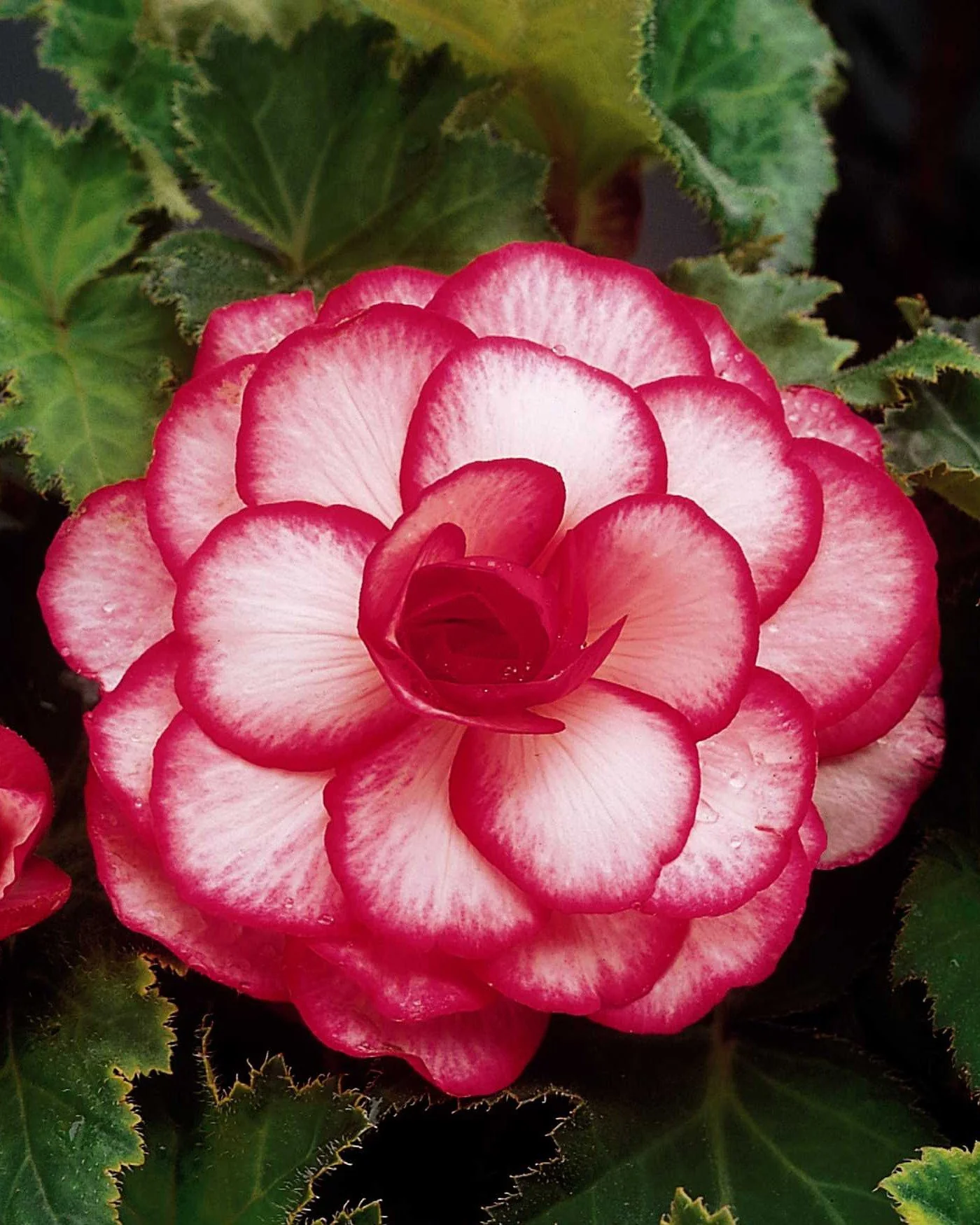 Begonia 'Rosebud' - Image 5