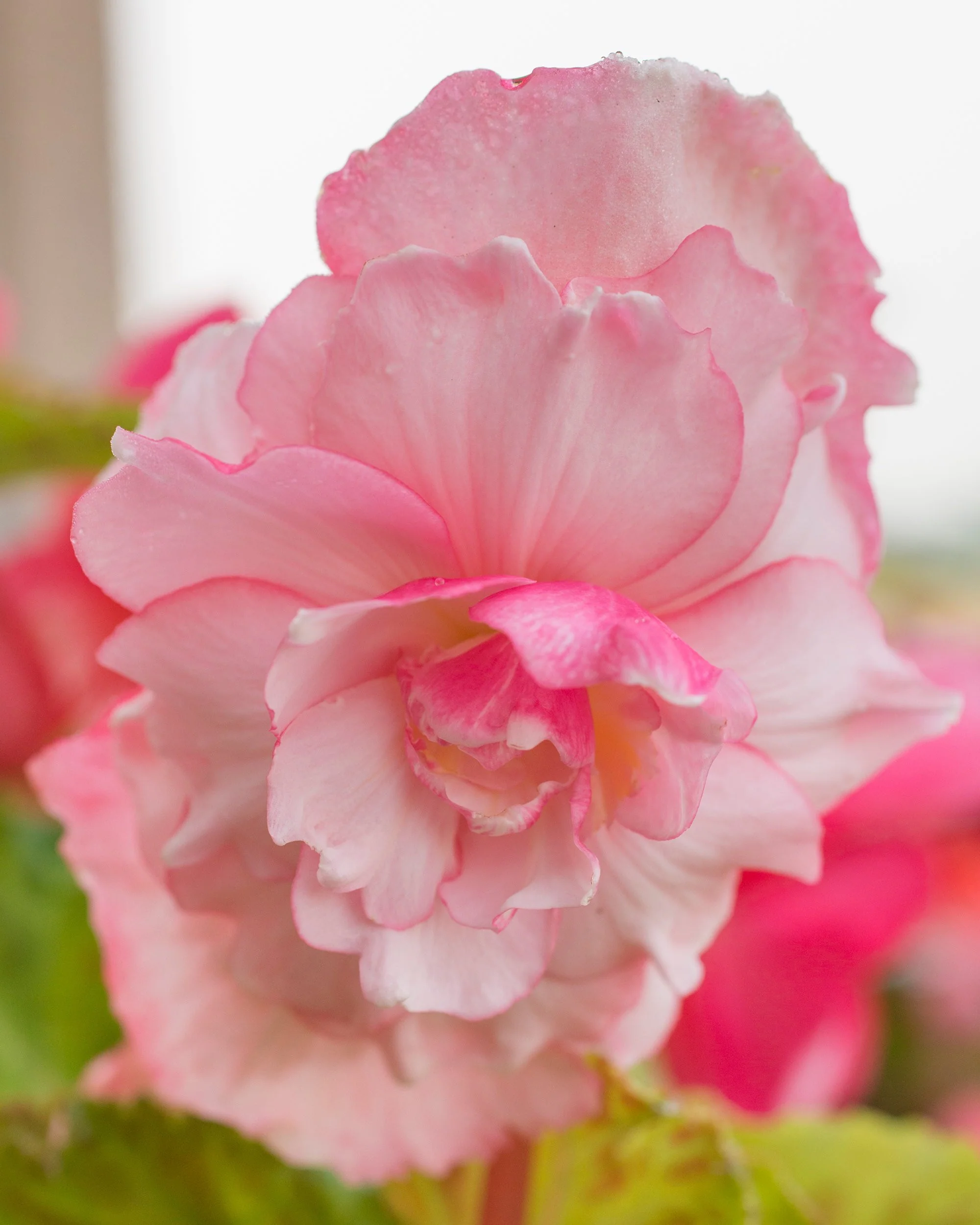 Begonia 'Rosebud' - Image 6
