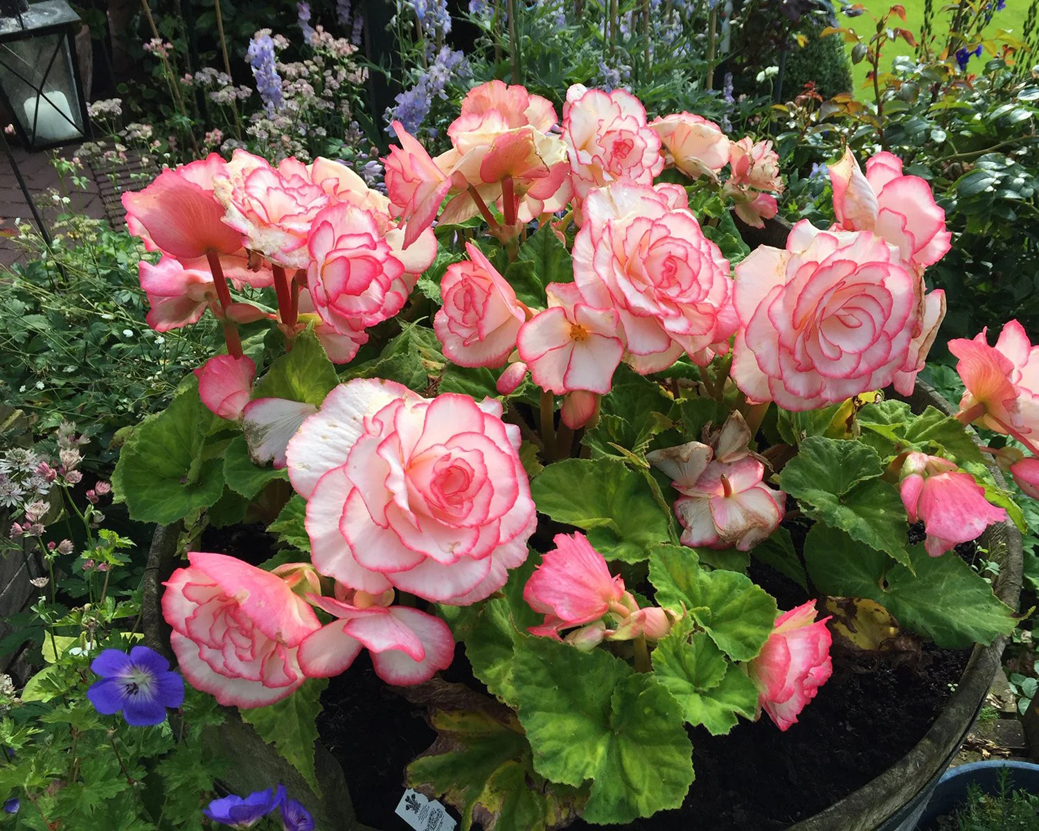 Begonia 'Rosebud' - Image 8