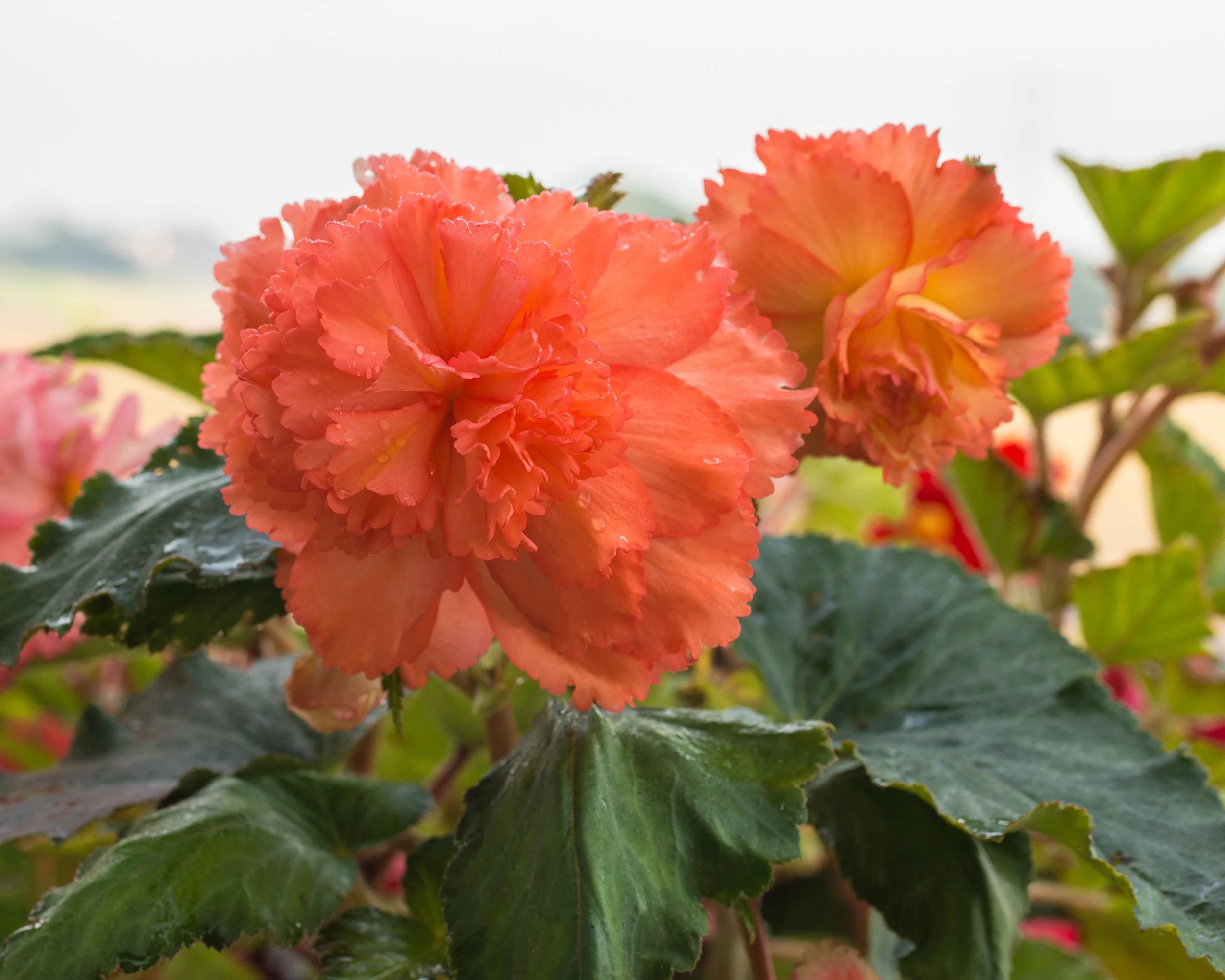 Begonia 'Samba' - Image 3