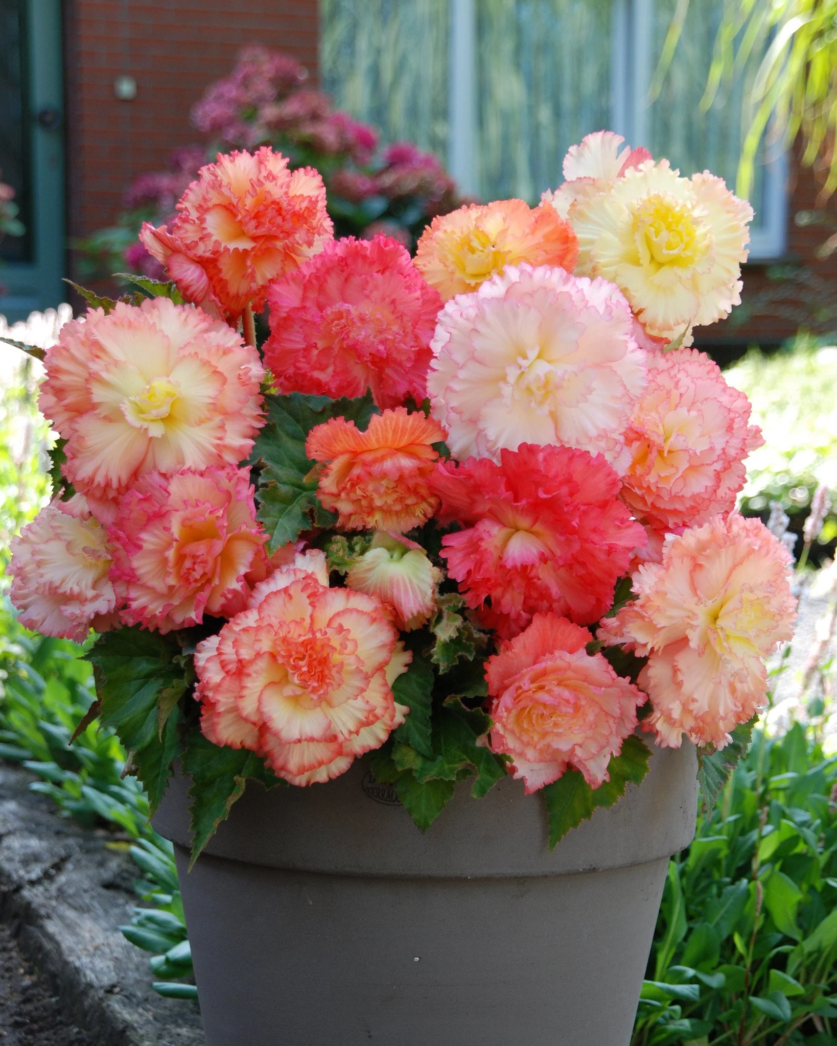 Begonia 'Samba' - Image 4