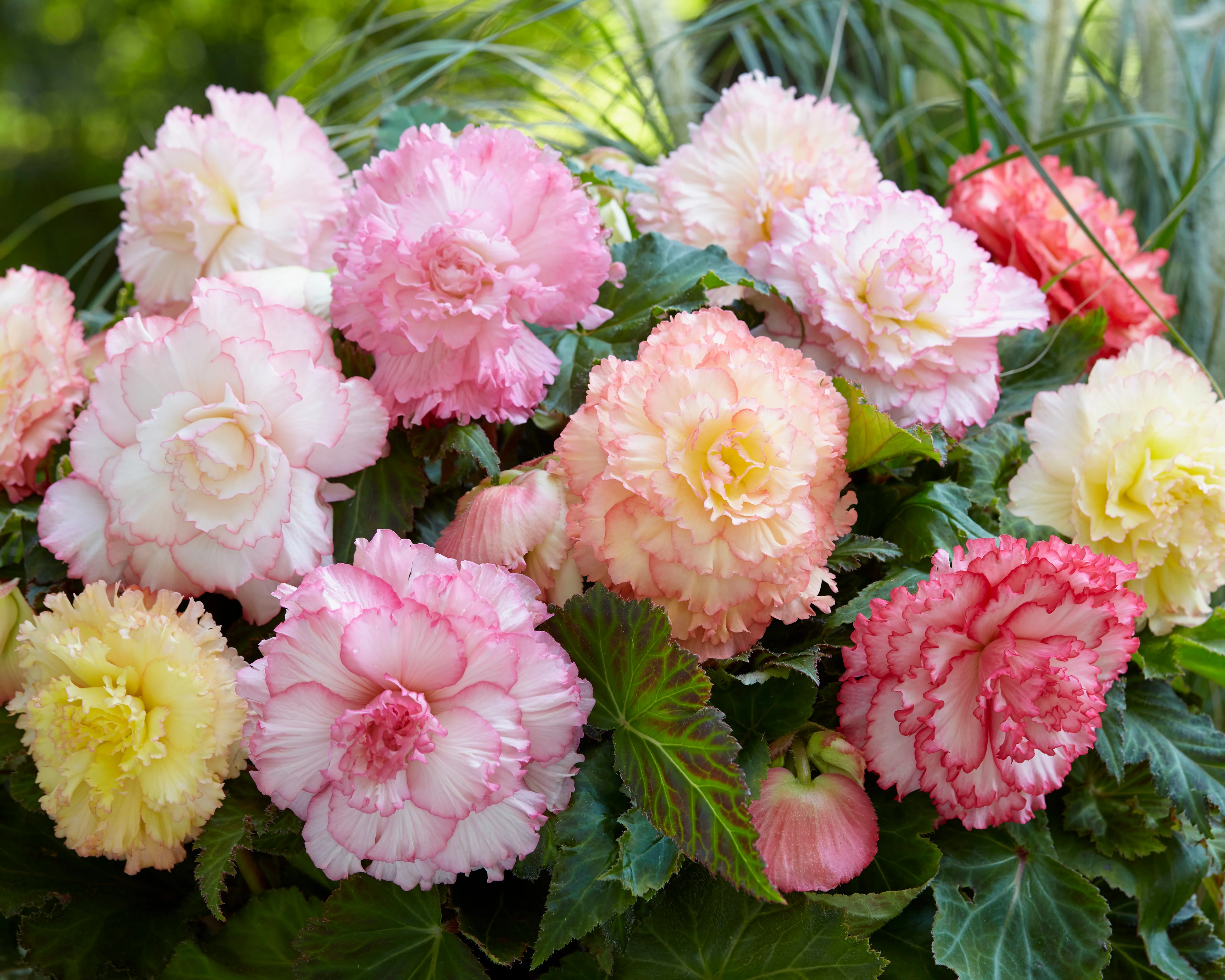 Begonia 'Samba' - Image 6