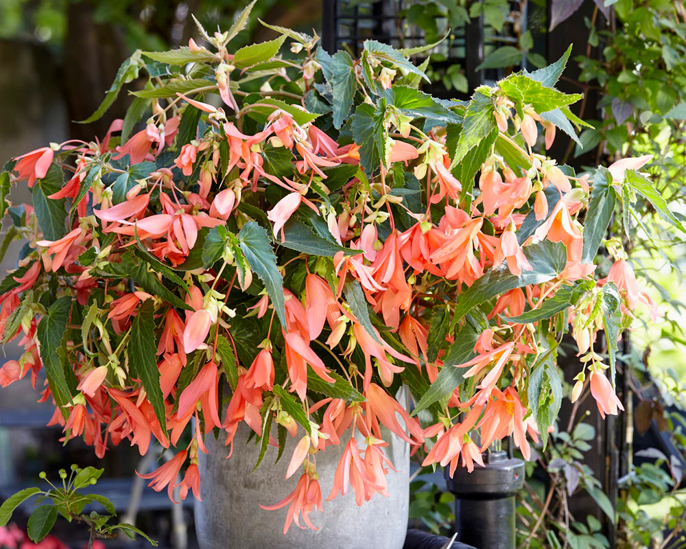 Begonia 'San Francisco' - Image 2