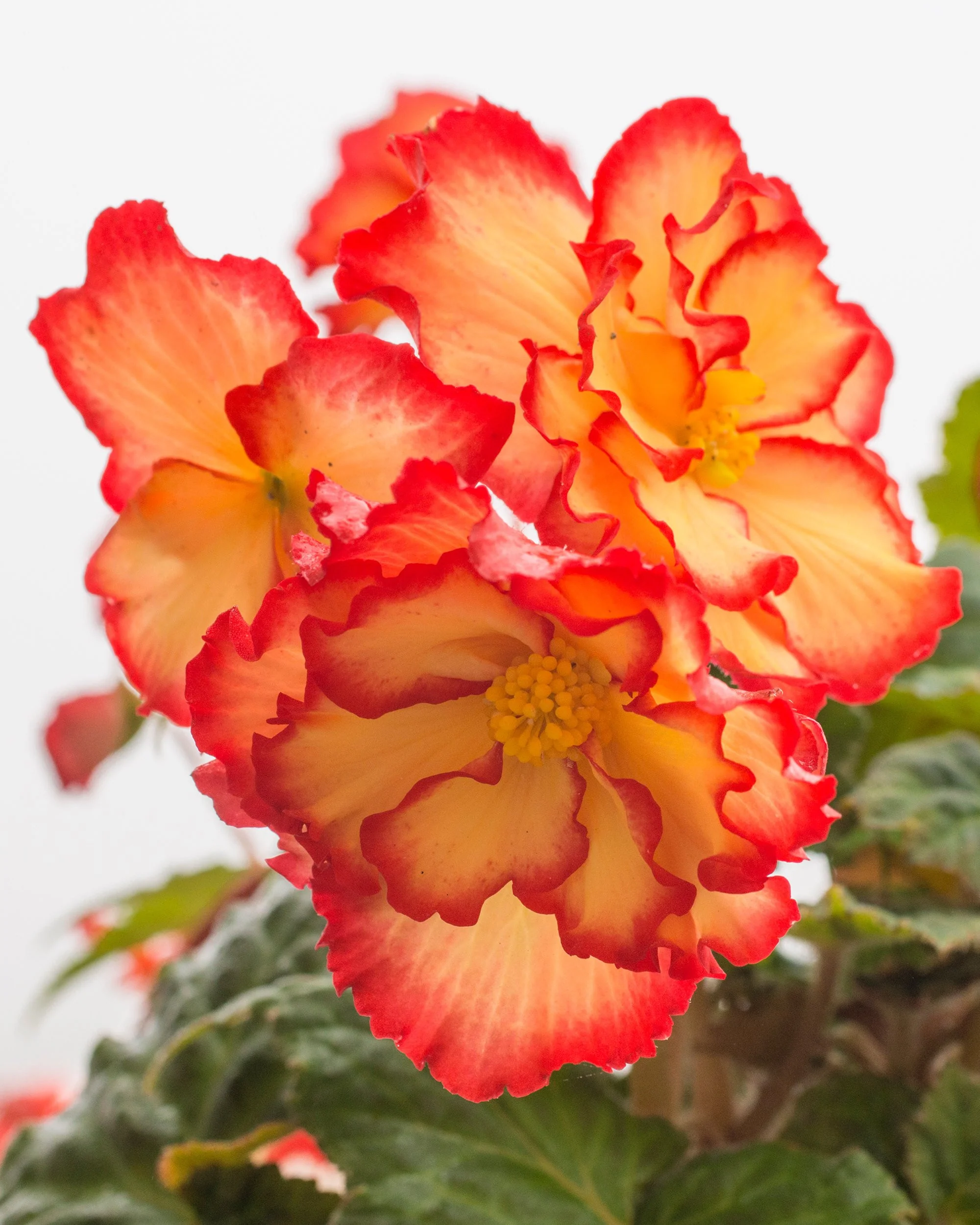 Begonia 'Sangria' - Image 4