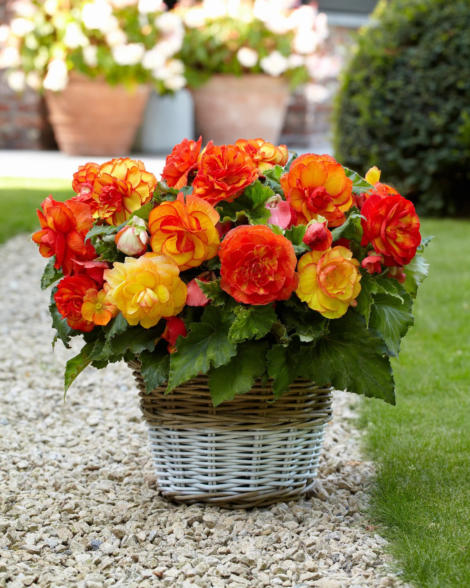 Begonia 'Sangria' - Image 5
