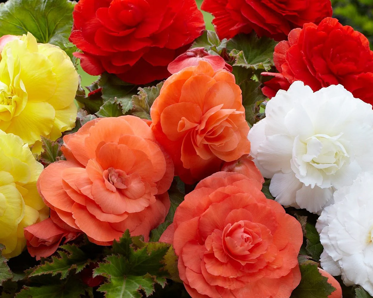 Begonia 'Superba Mixed' - Image 2
