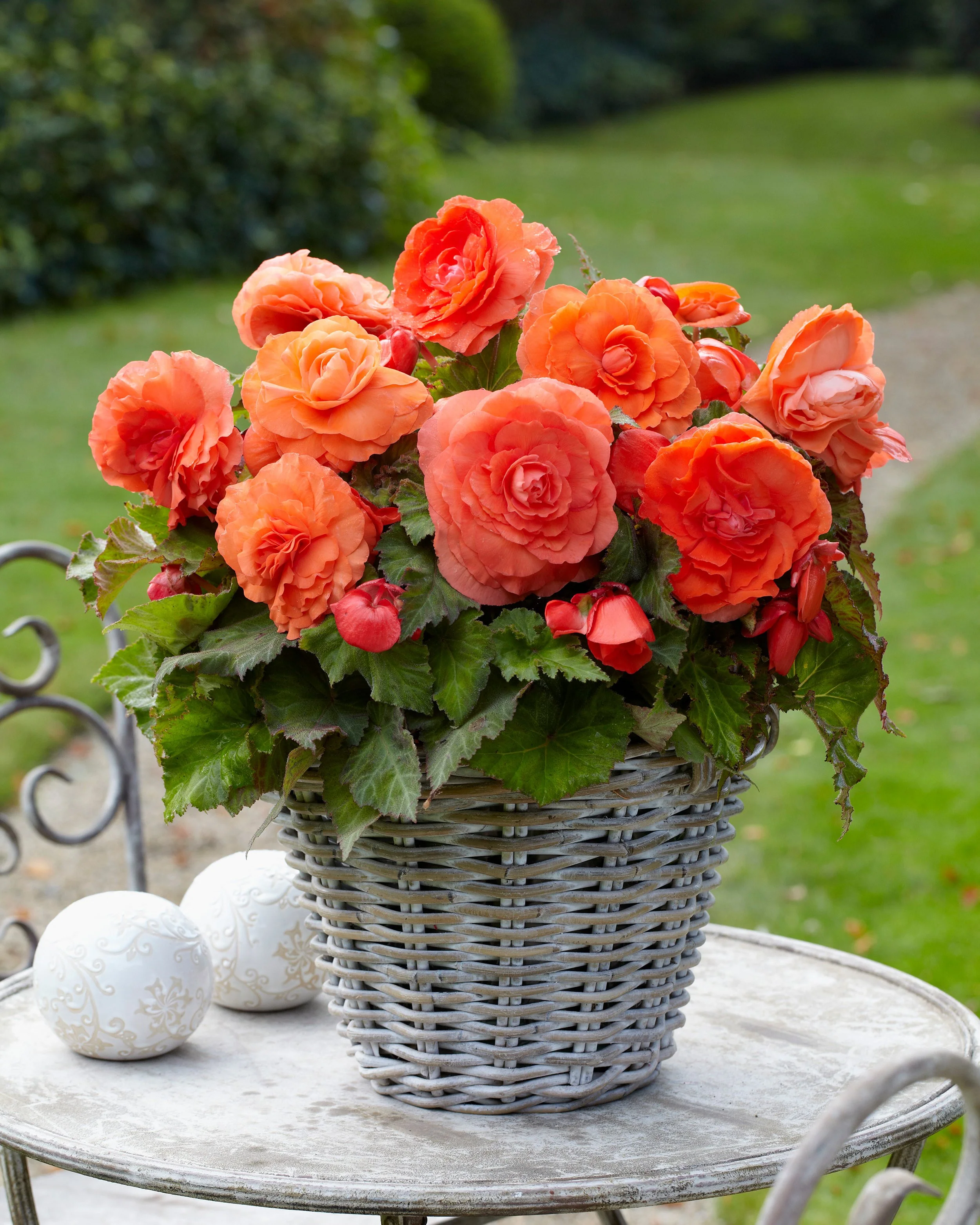 Begonia 'Superba Salmon' - Image 2