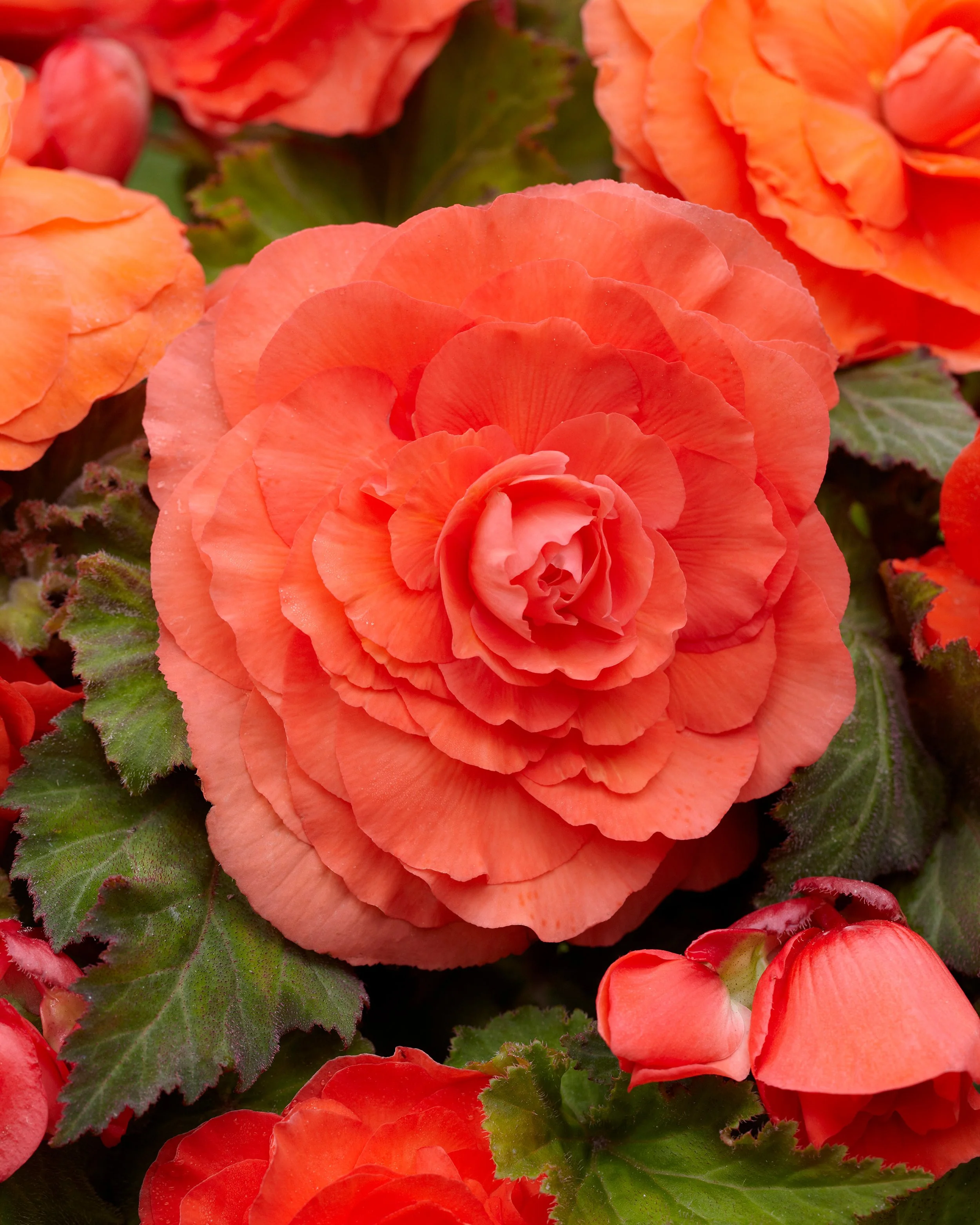 Begonia 'Superba Salmon' - Image 5