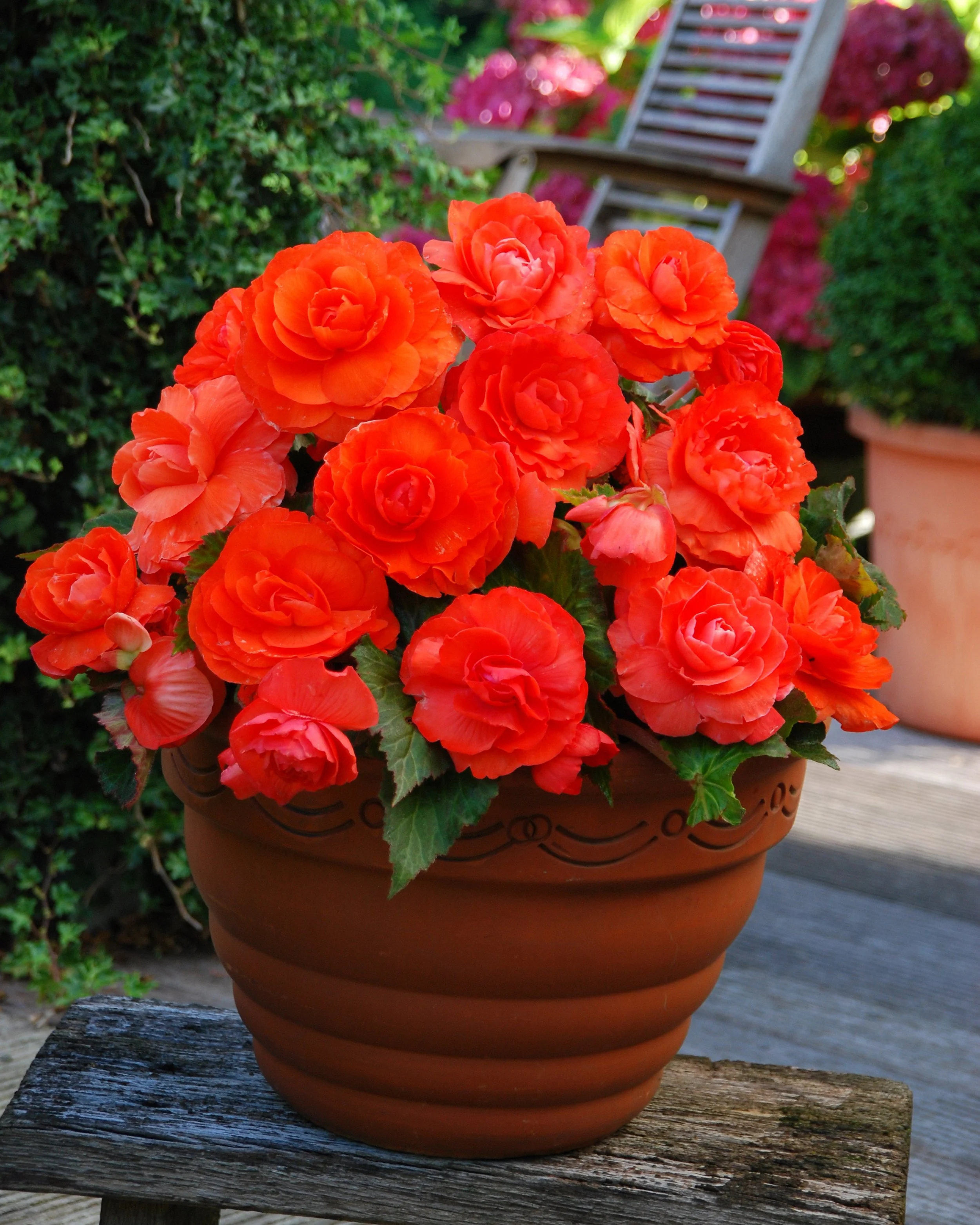 Begonia 'Superba Salmon' - Image 6