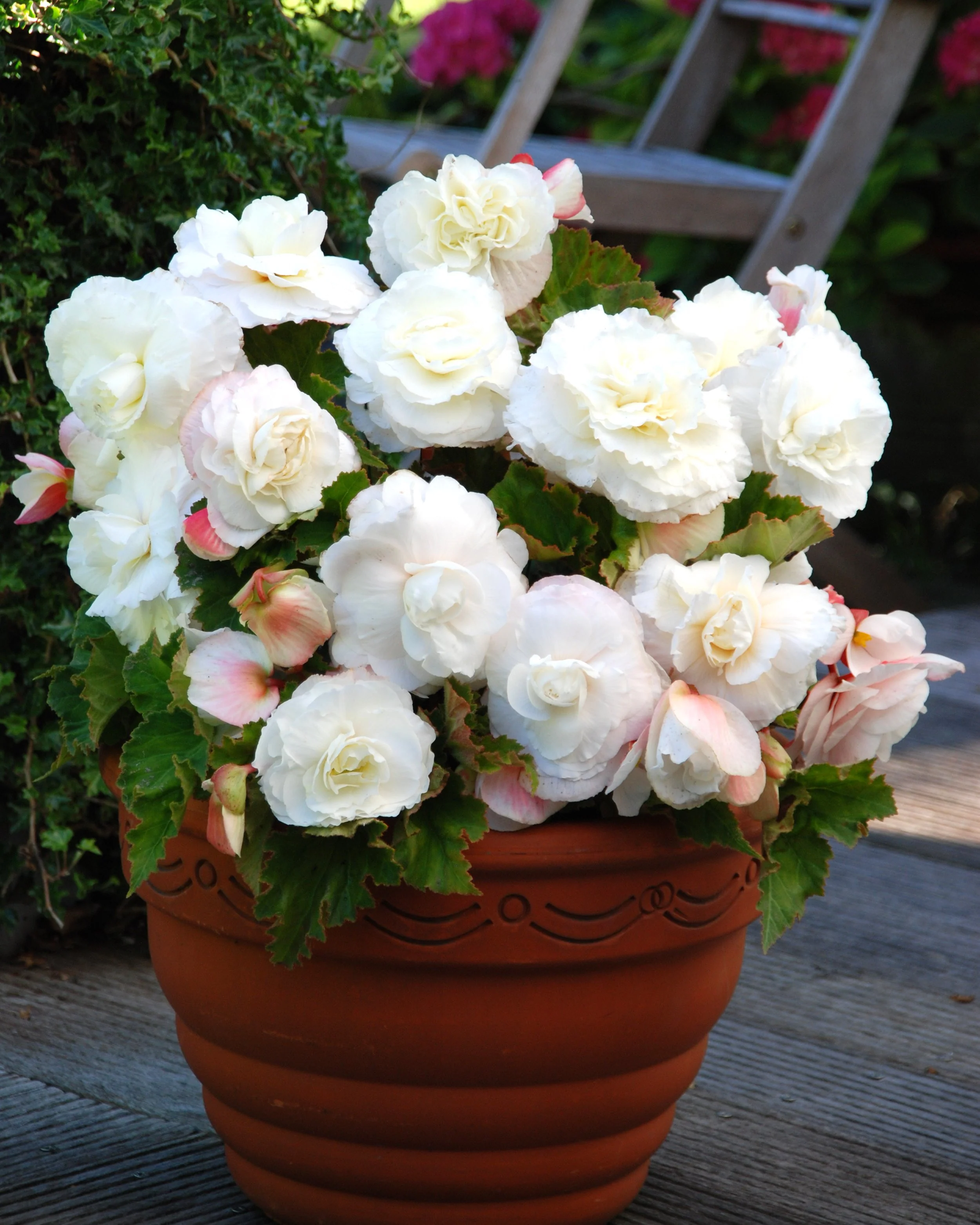 Begonia 'Superba White' - Image 3