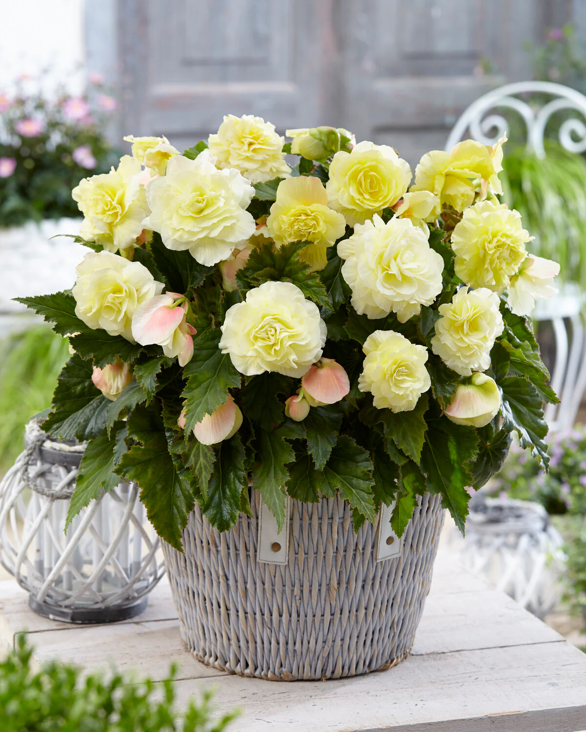 Begonia 'Wummi Creme' - Image 2