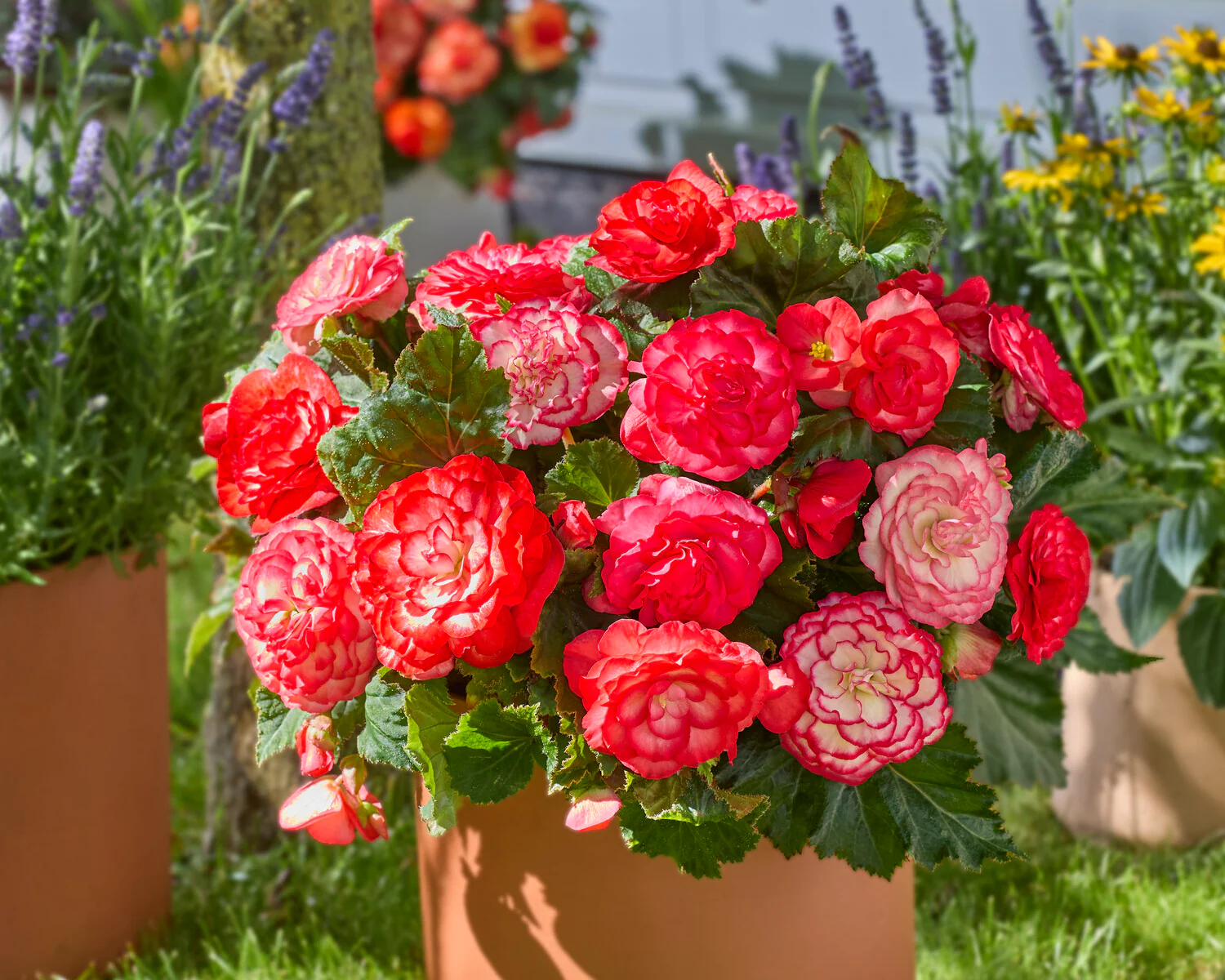 Begonia 'Wummi Marmorata' - Image 2