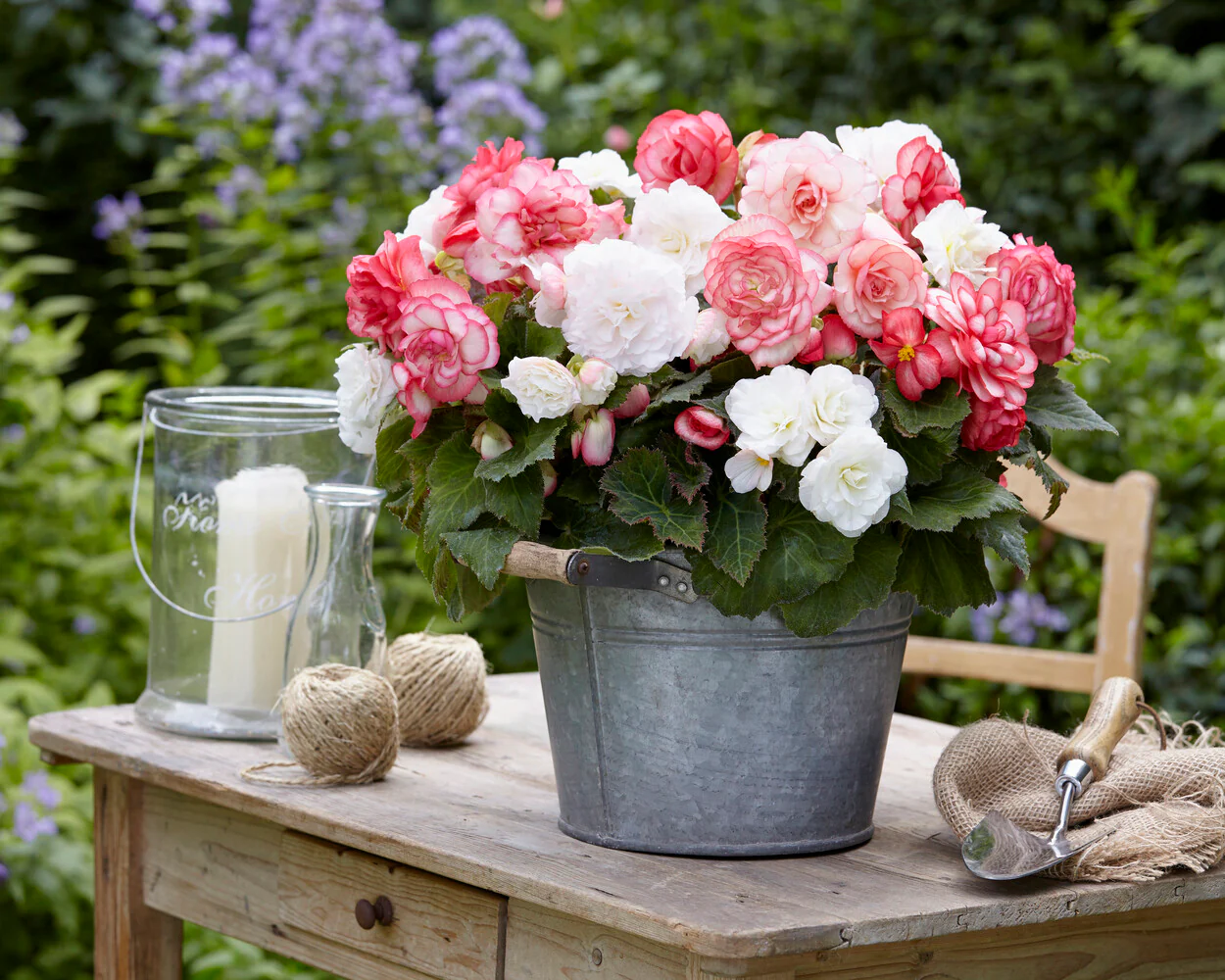 Begonia 'Wummi Marmorata' - Image 3