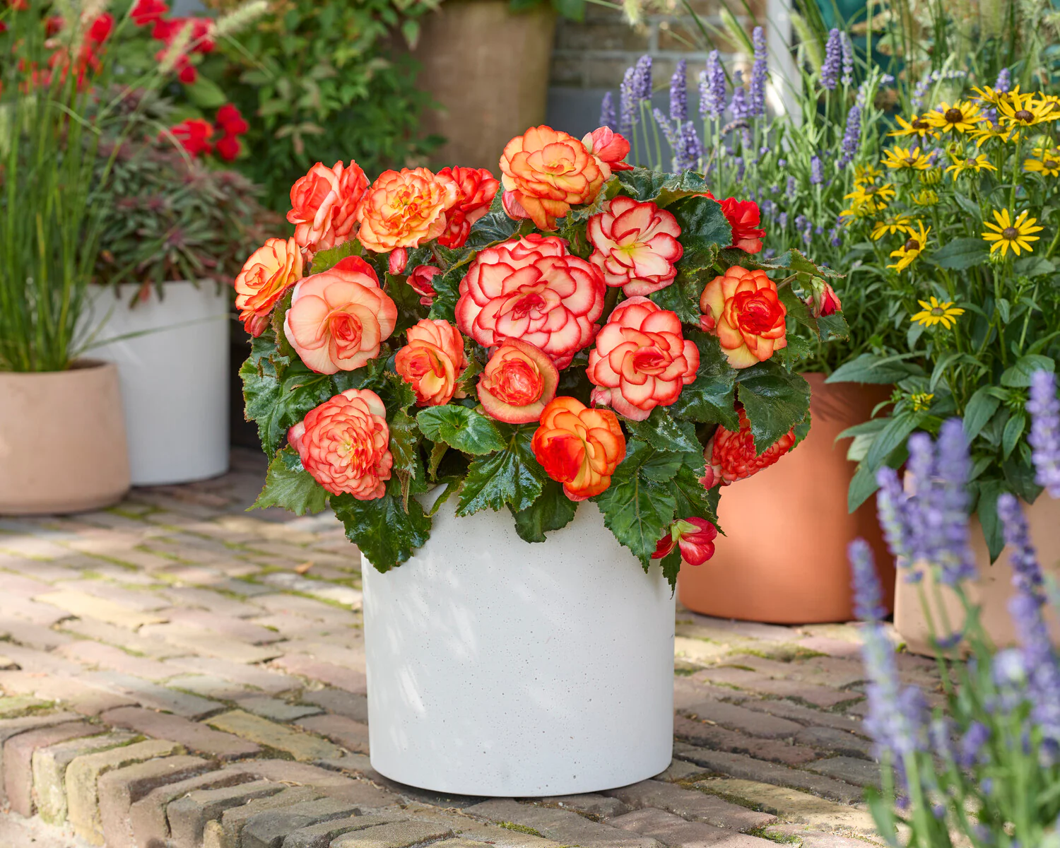 Begonia 'Wummi Maskerade' - Image 4