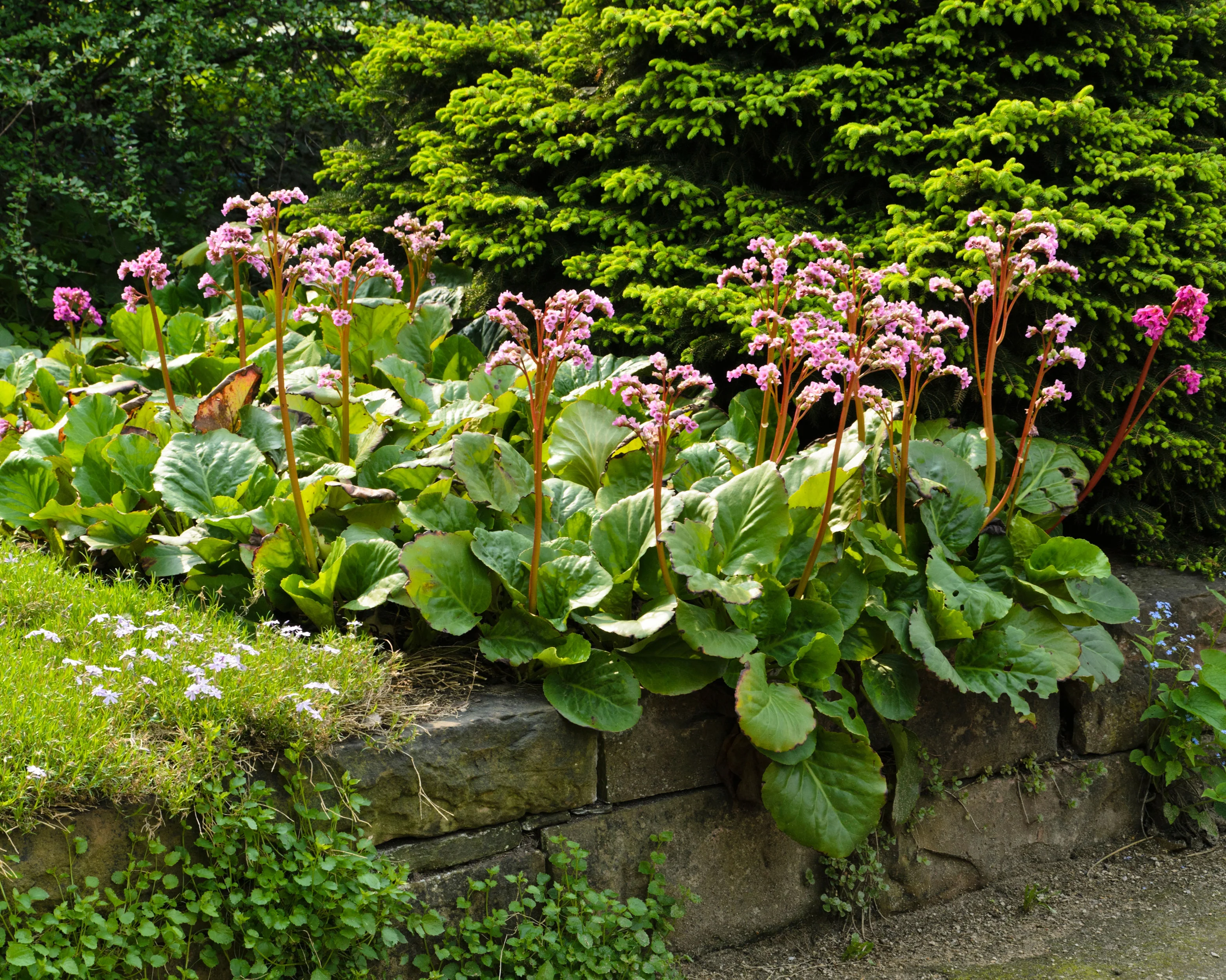 Bergenia cordifolia - Image 5
