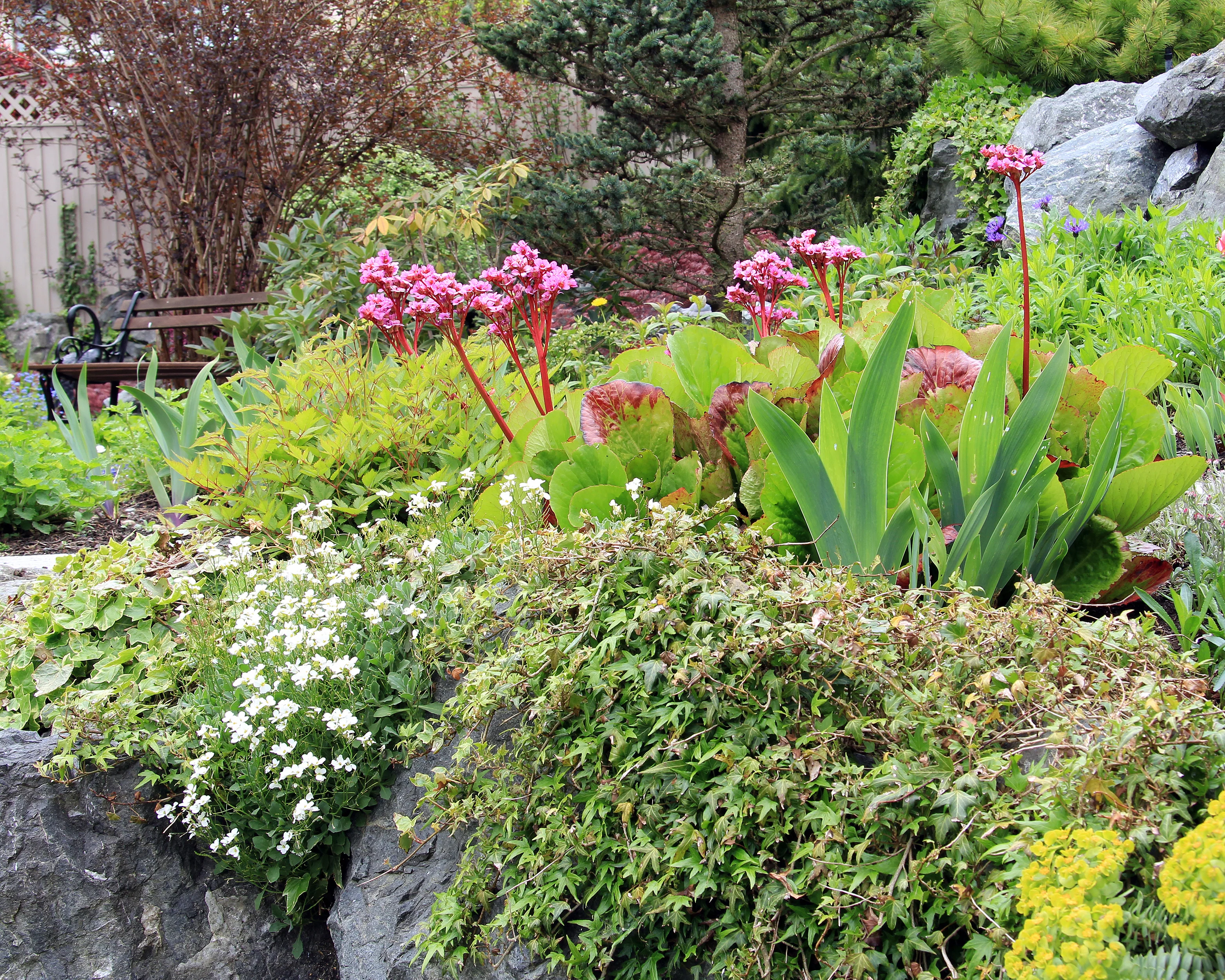 Bergenia cordifolia - Image 7