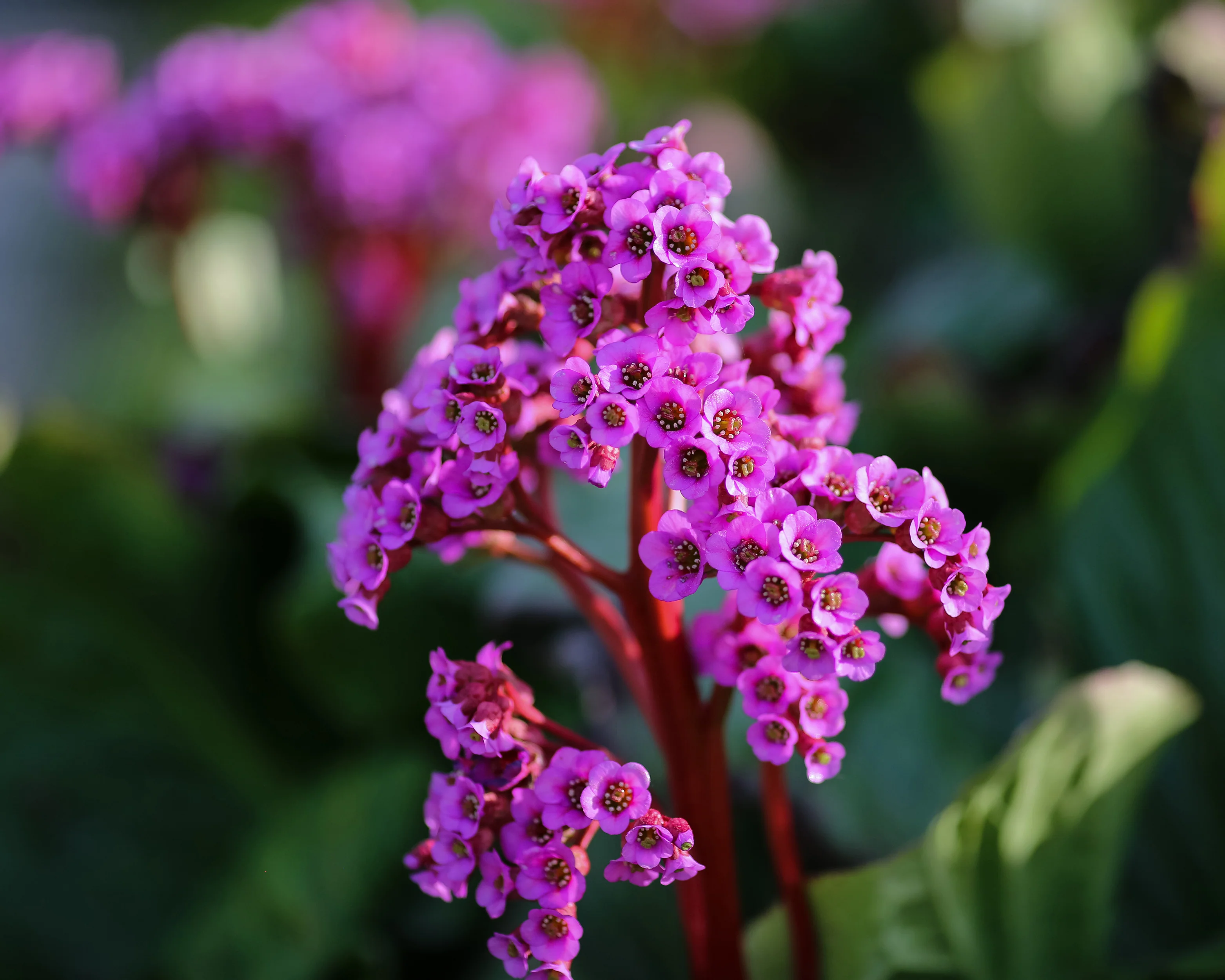 Bergenia cordifolia - Image 8
