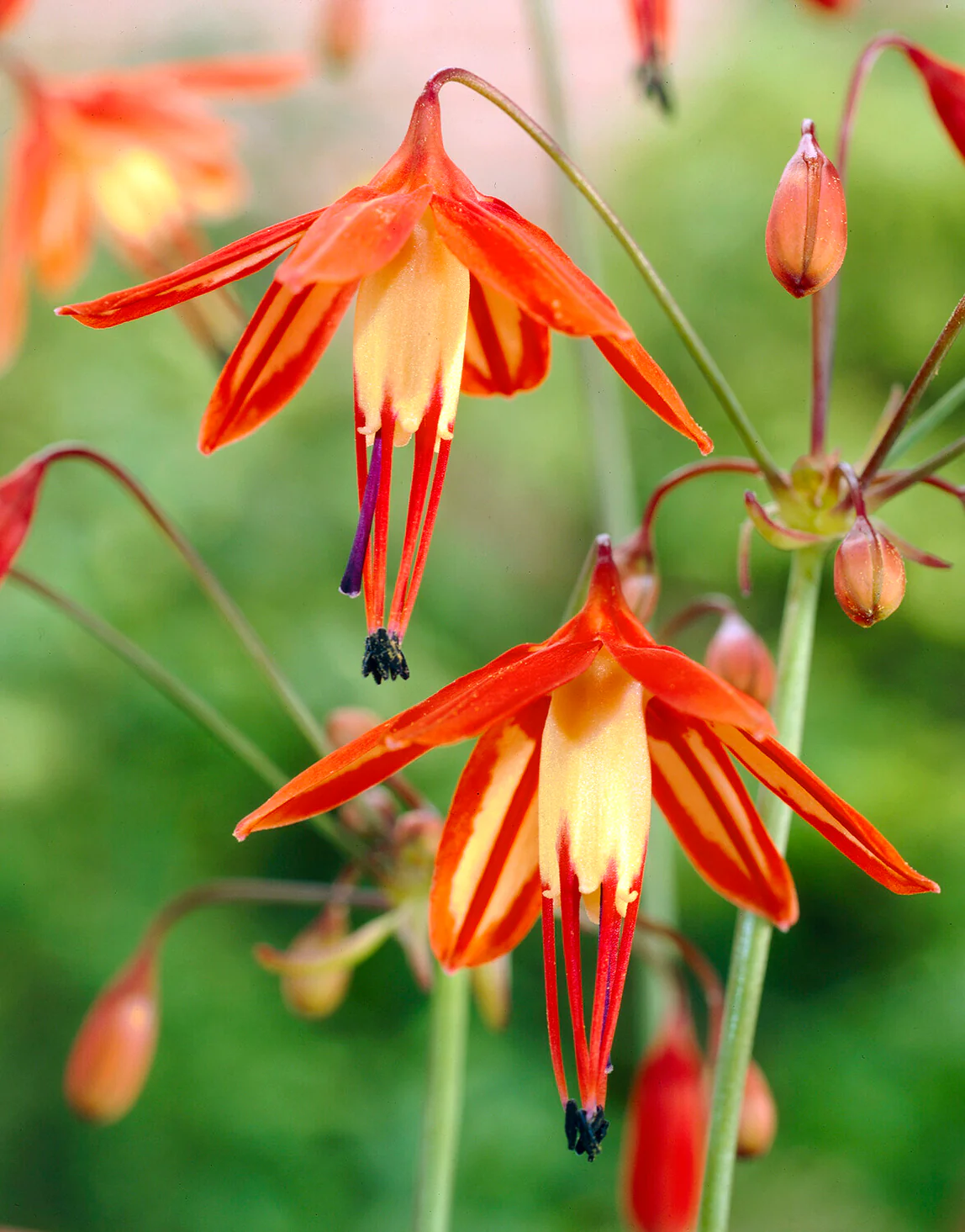 Bessera elegans - Image 4