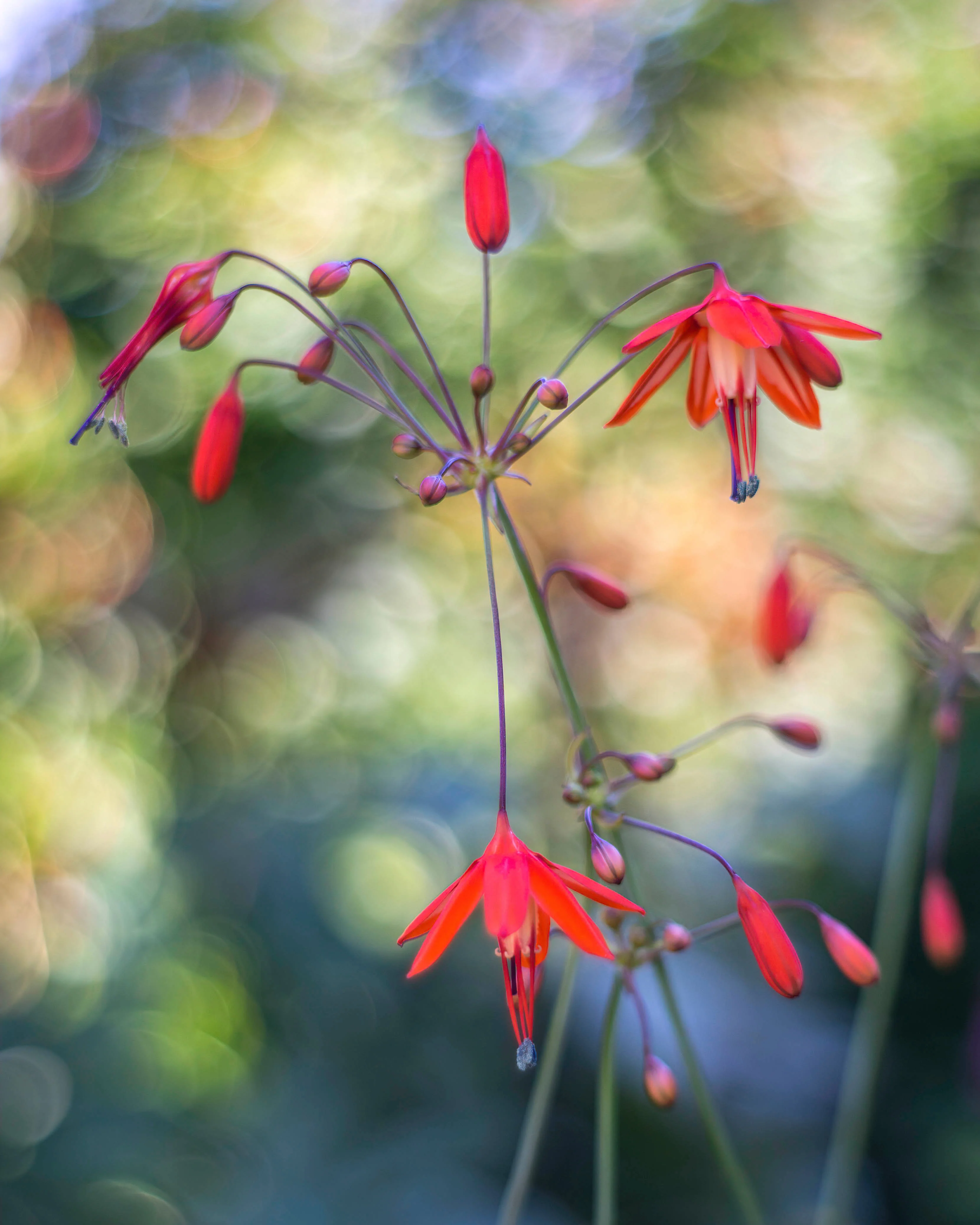 Bessera elegans - Image 6