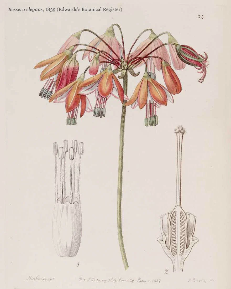 Bessera elegans - Image 8