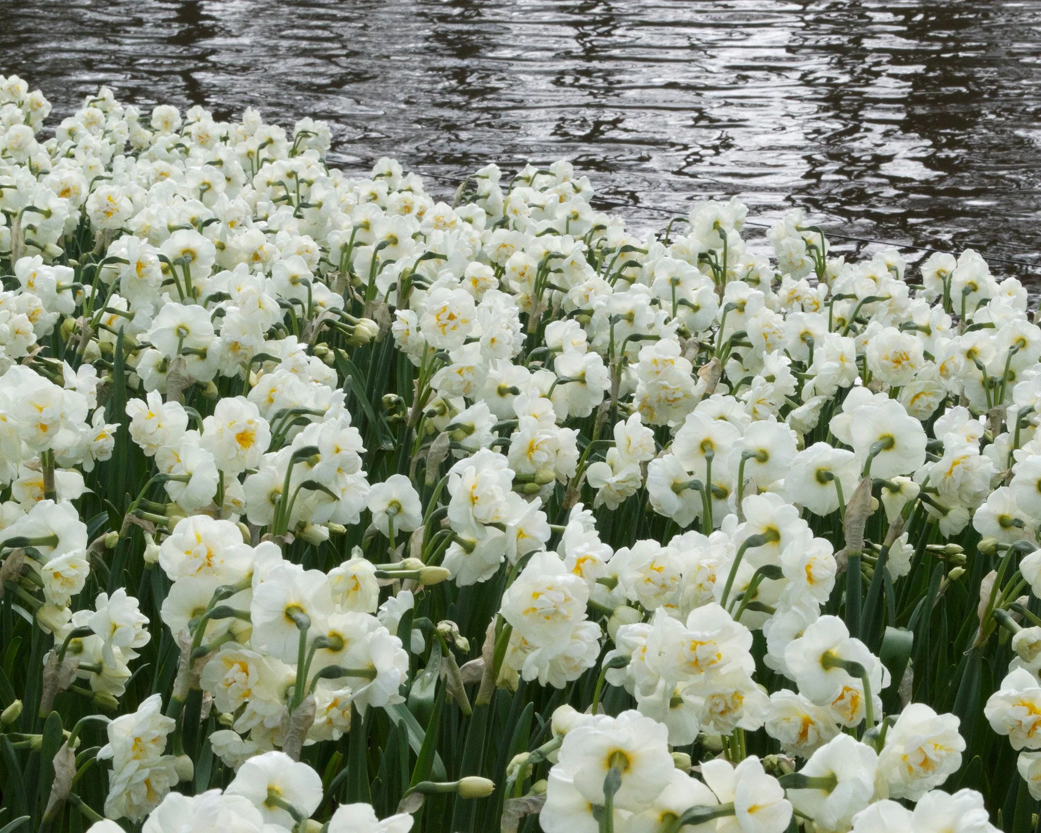 Narcissus 'Bridal Crown' - Image 3