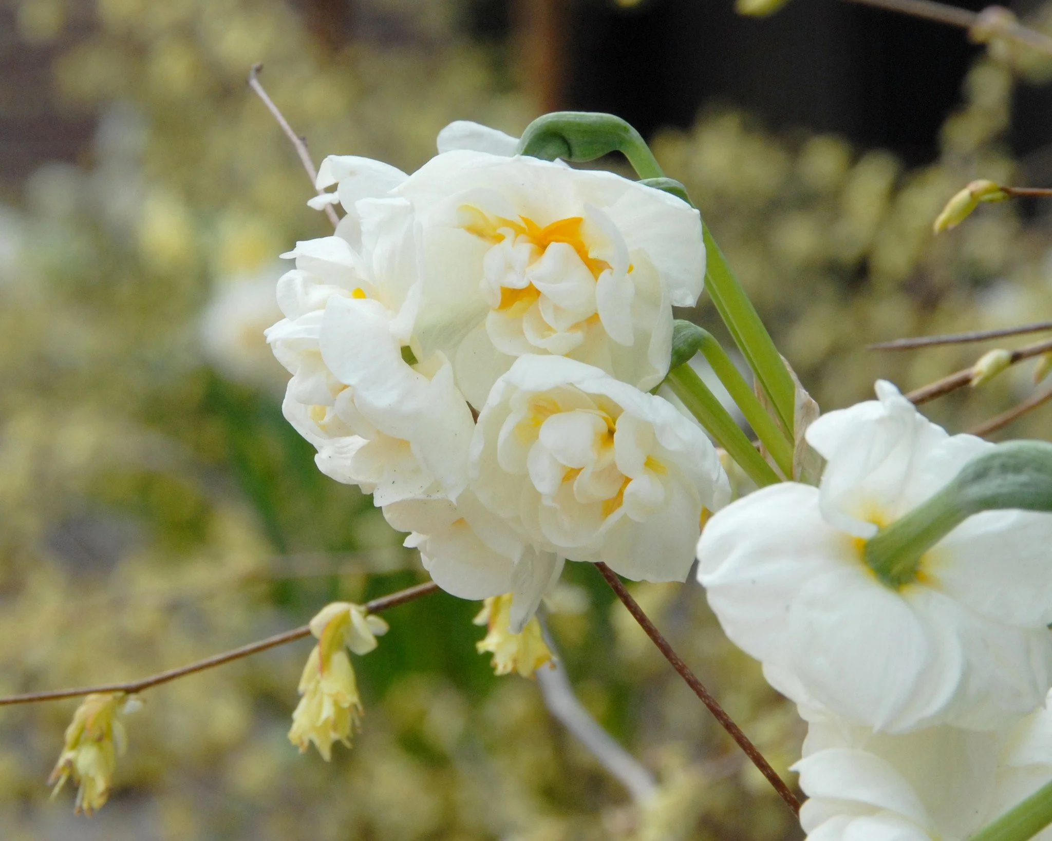 Narcissus 'Bridal Crown' - Image 4