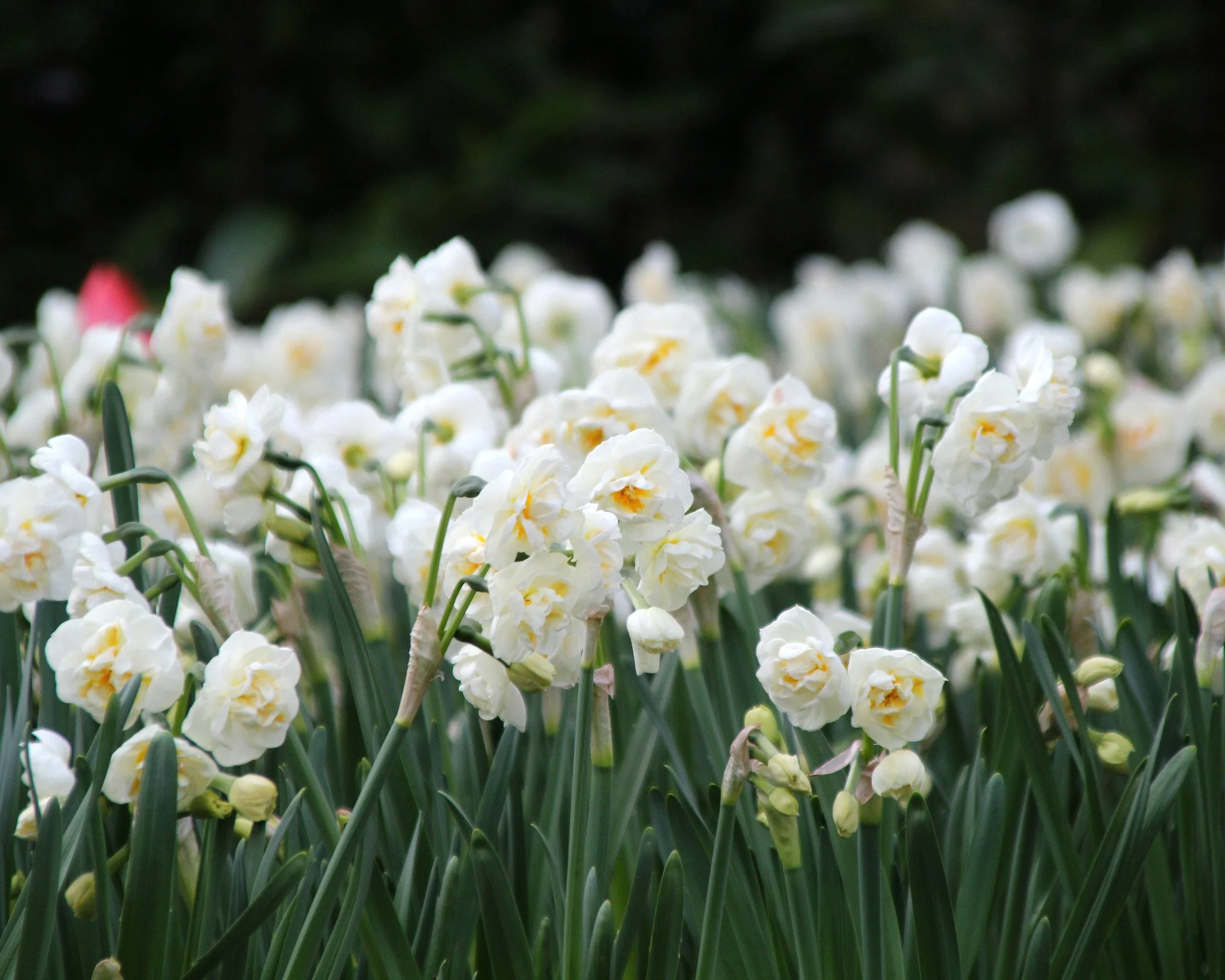 Narcissus 'Bridal Crown' - Image 8