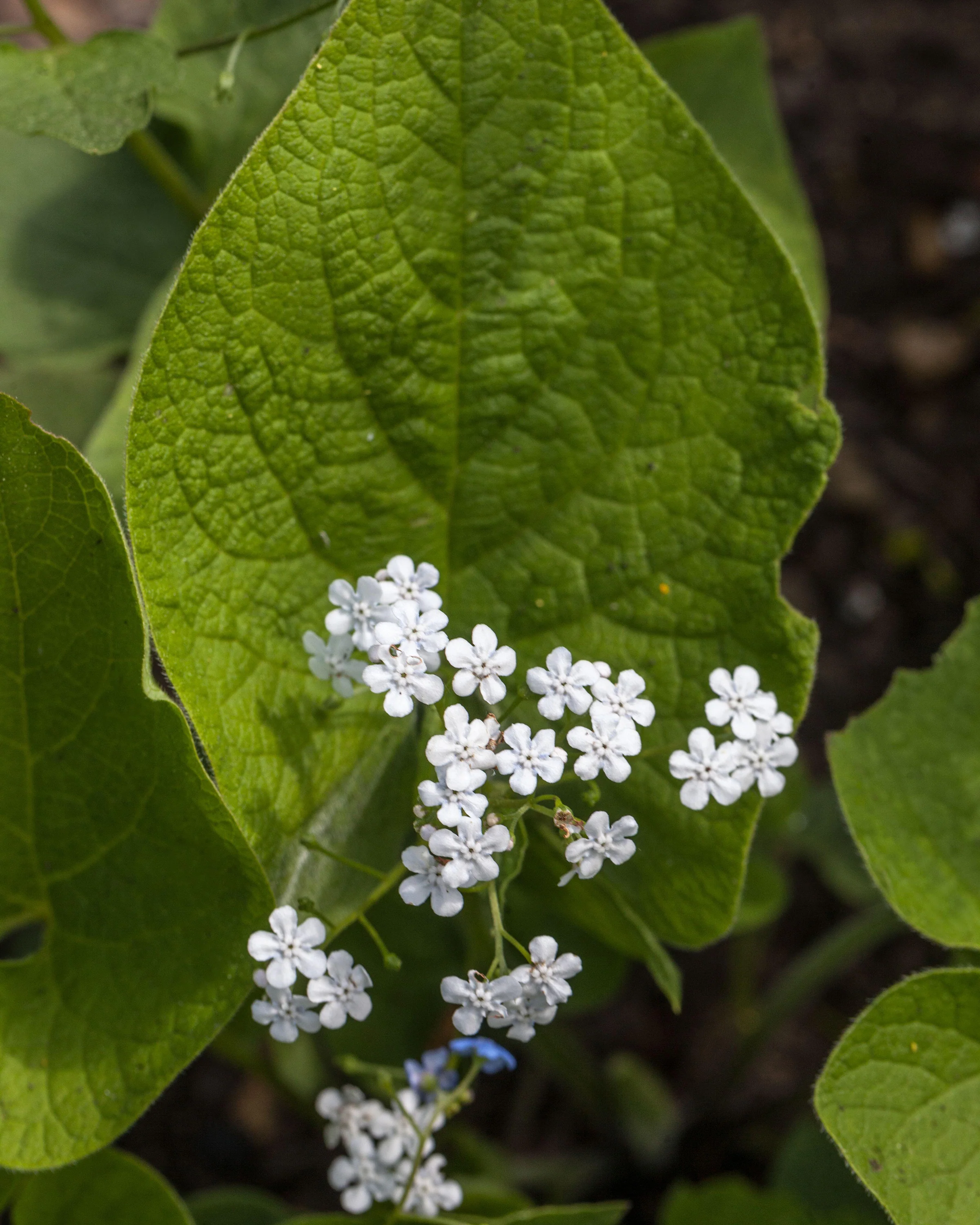 Brunnera 'Betty Bowring' - Image 5