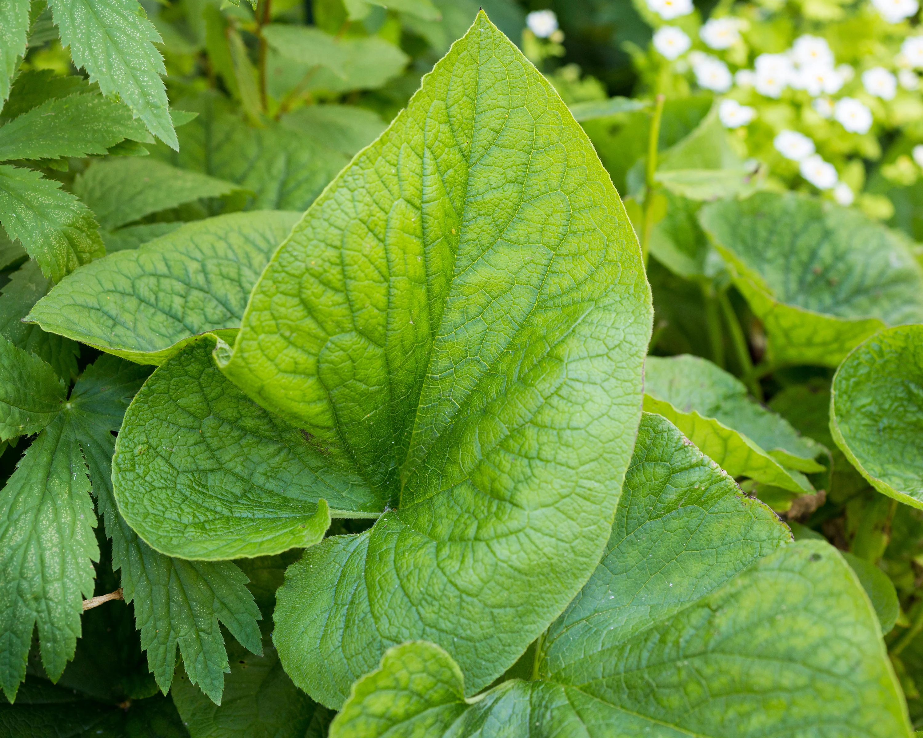 Brunnera 'Betty Bowring' - Image 7