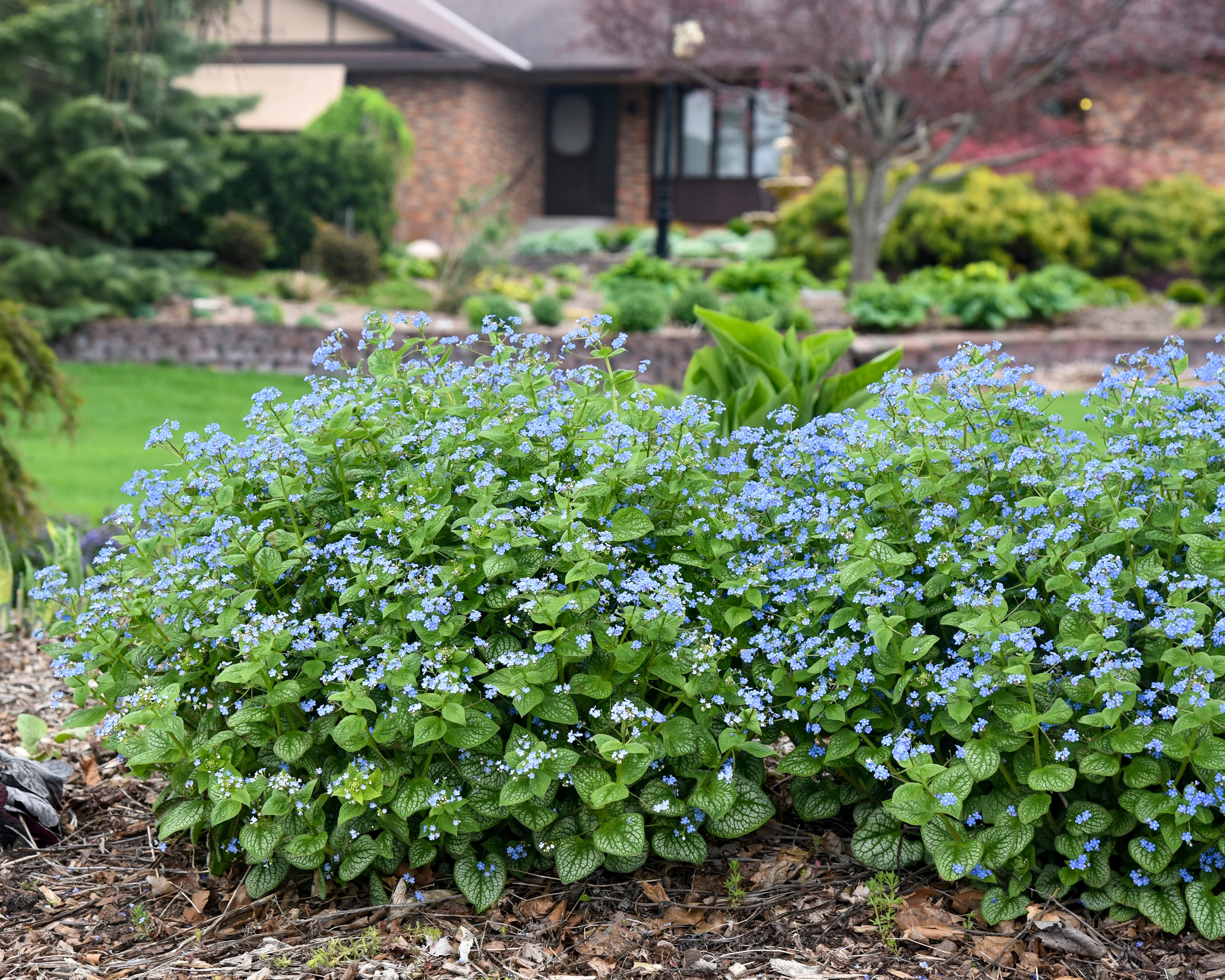 Brunnera 'Jack of Diamonds' - Image 10