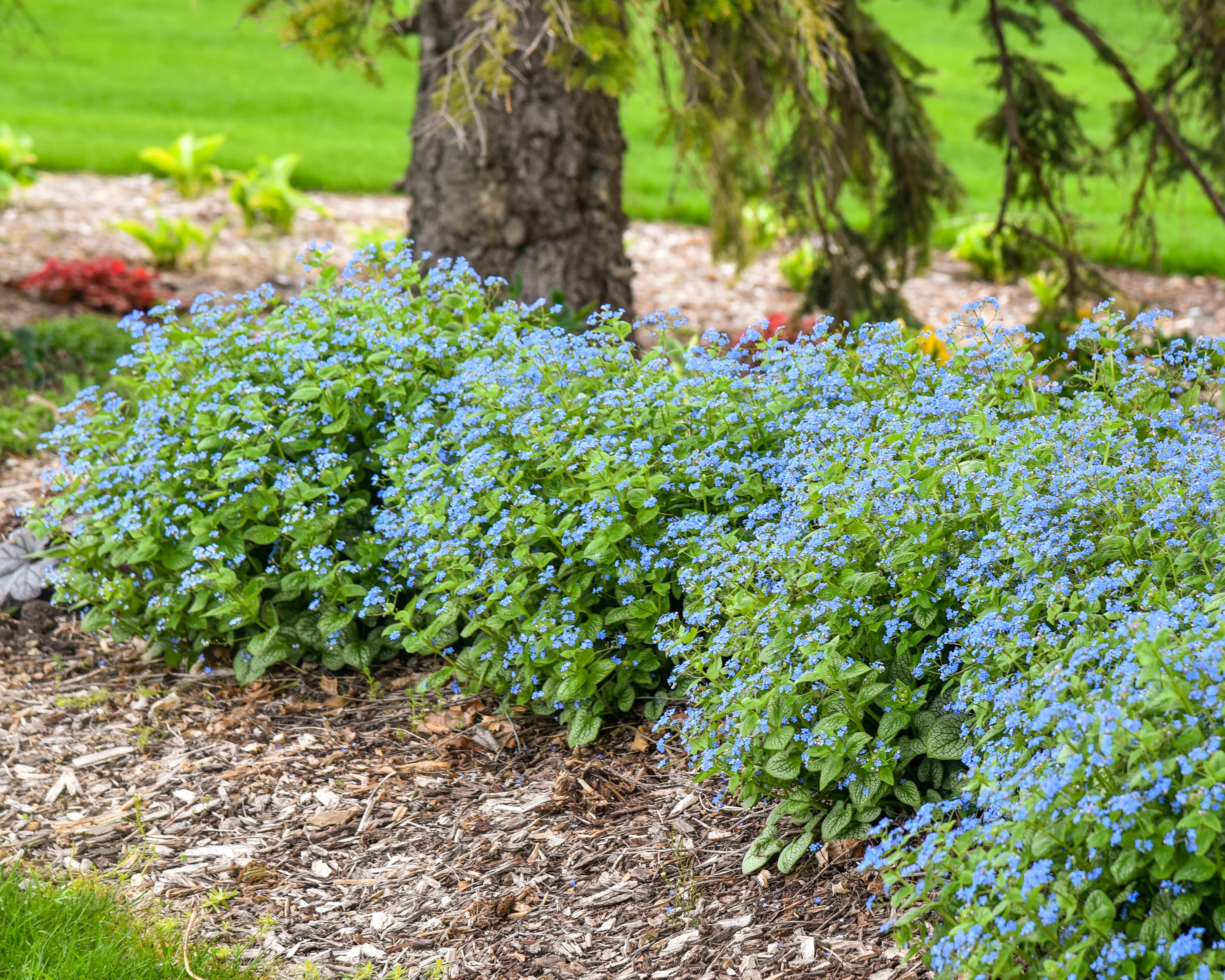 Brunnera 'Jack of Diamonds' - Image 12