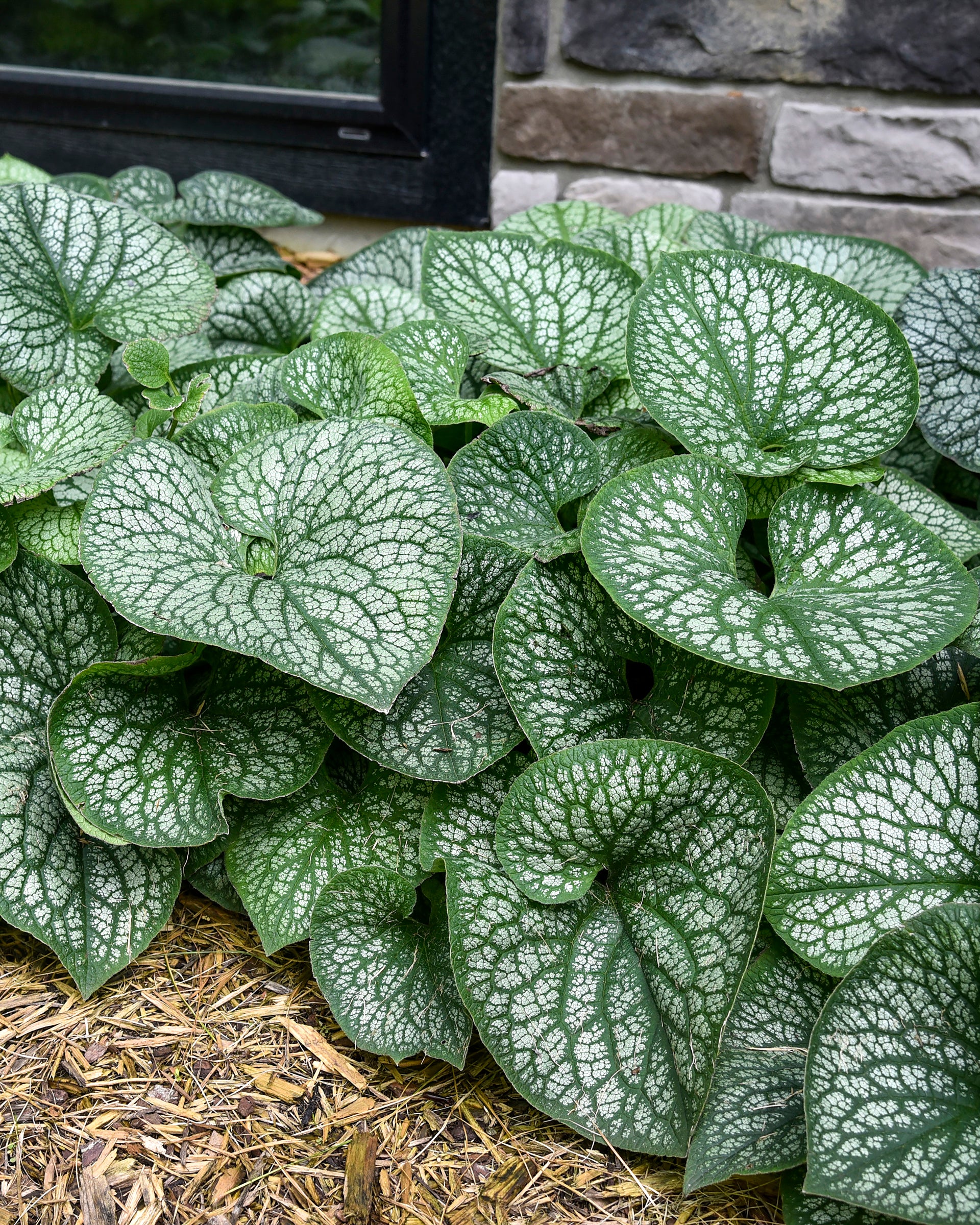 Brunnera 'Jack of Diamonds' - Image 3