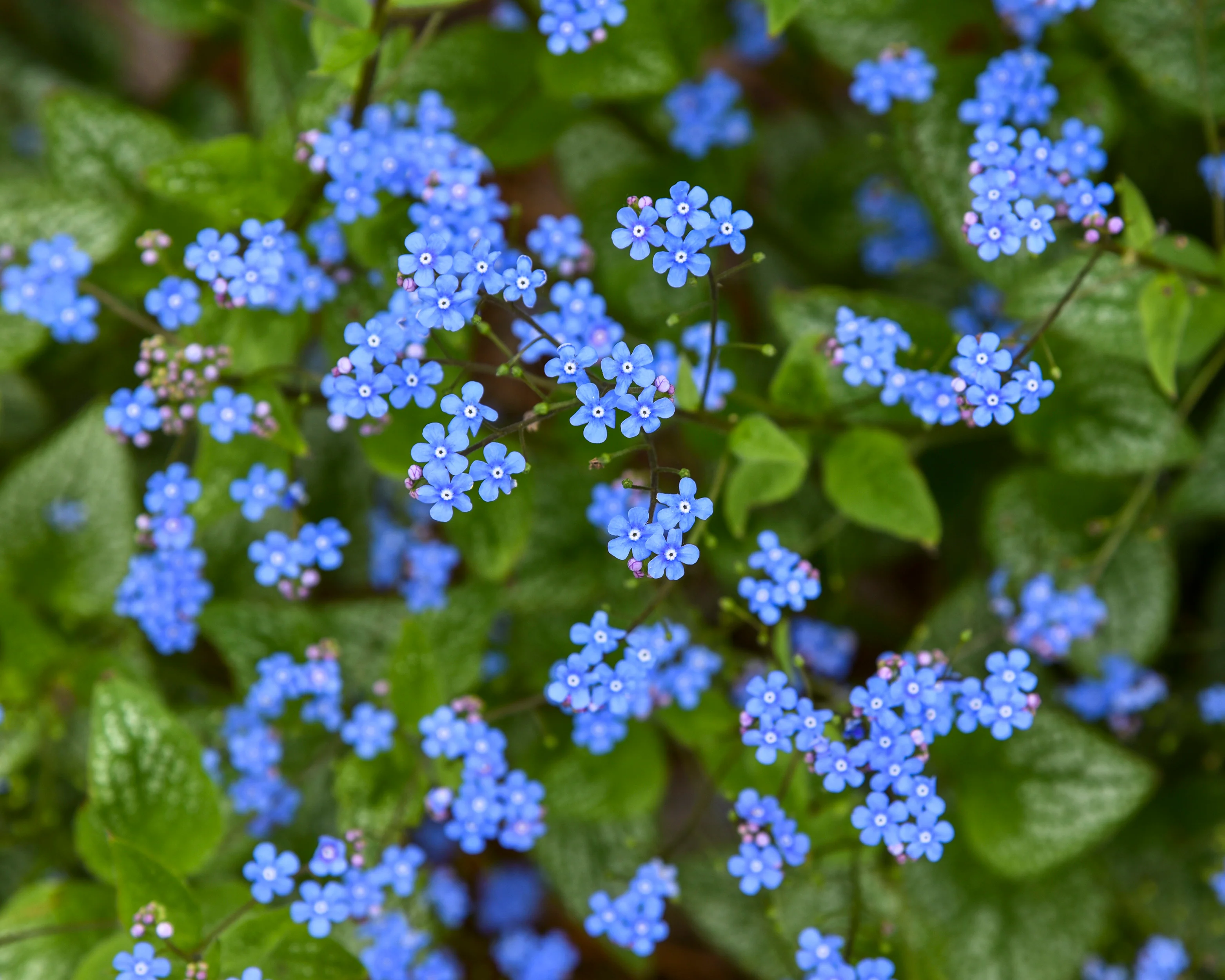 Brunnera 'Jack of Diamonds' - Image 4