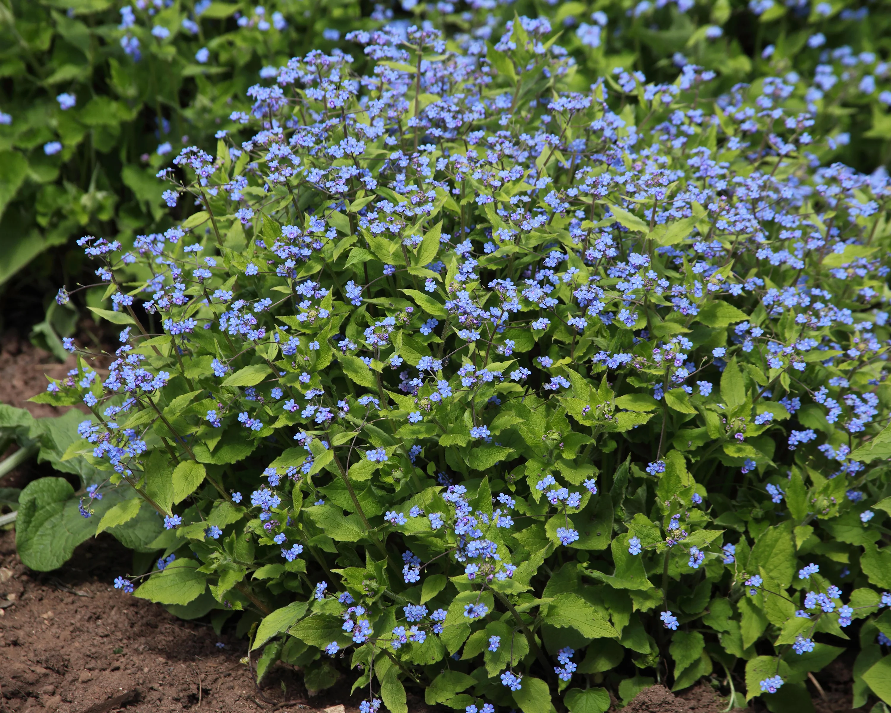 Brunnera macrophylla - Image 2