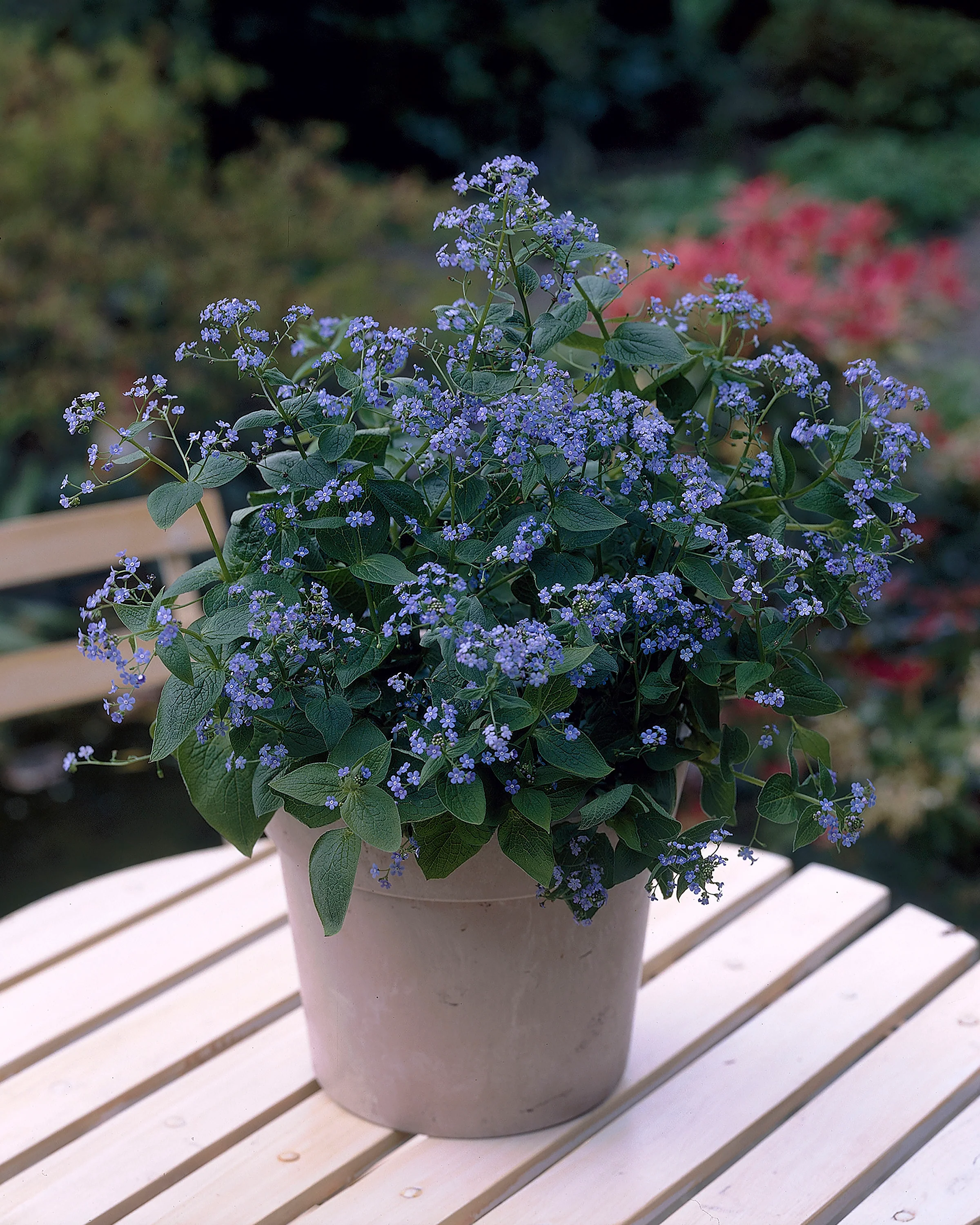 Brunnera macrophylla - Image 5