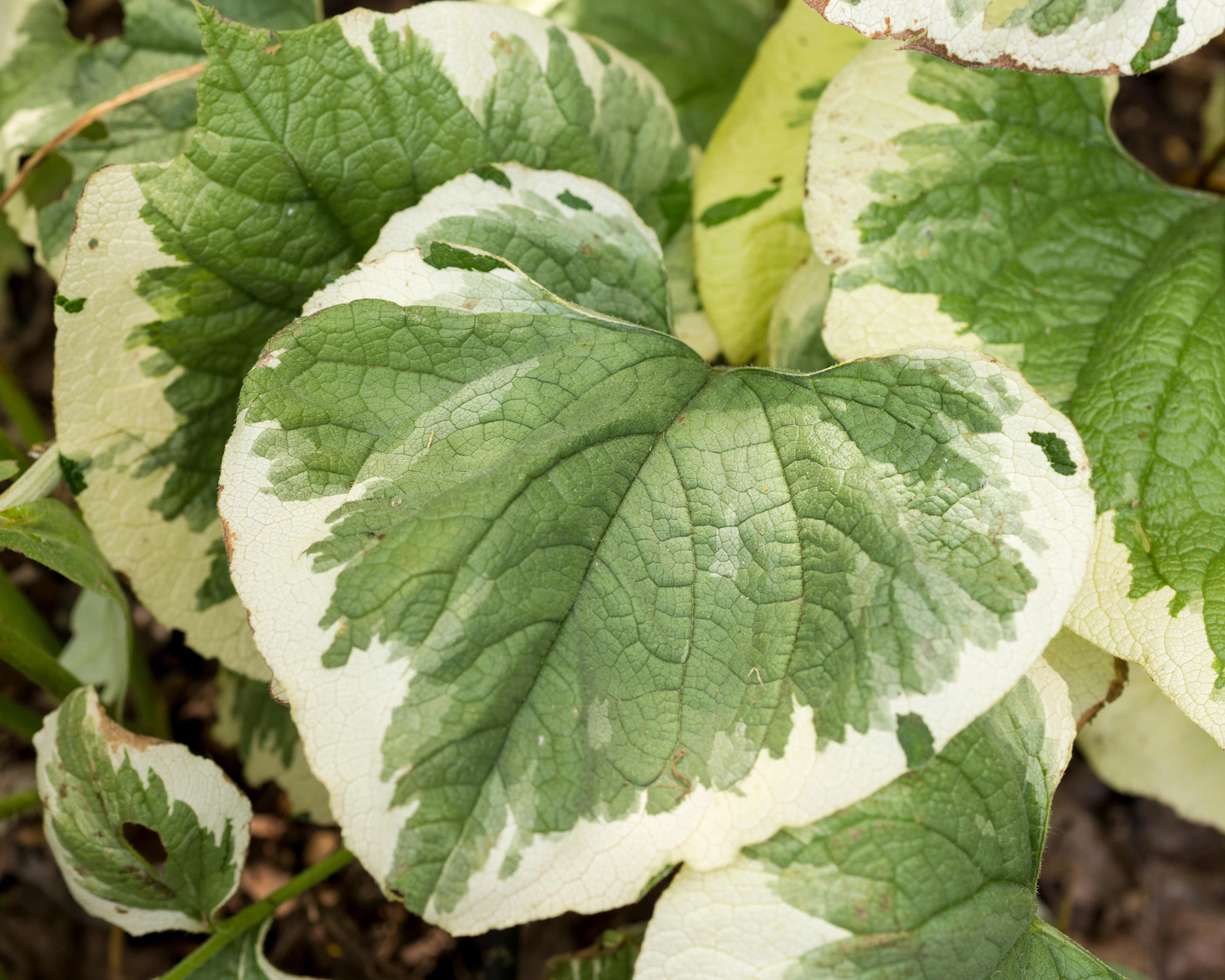 Brunnera 'Variegata' - Image 4