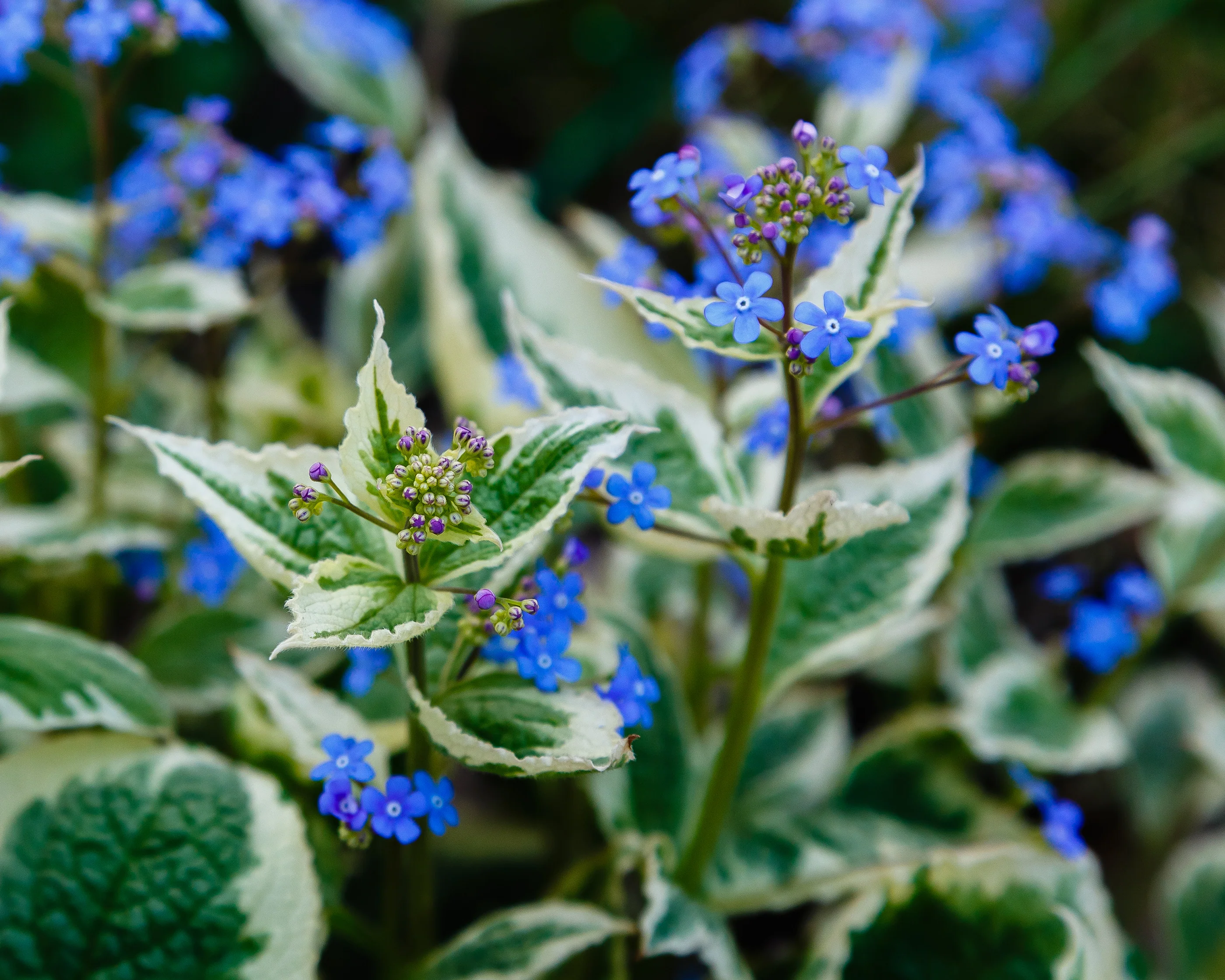 Brunnera 'Variegata' - Image 6