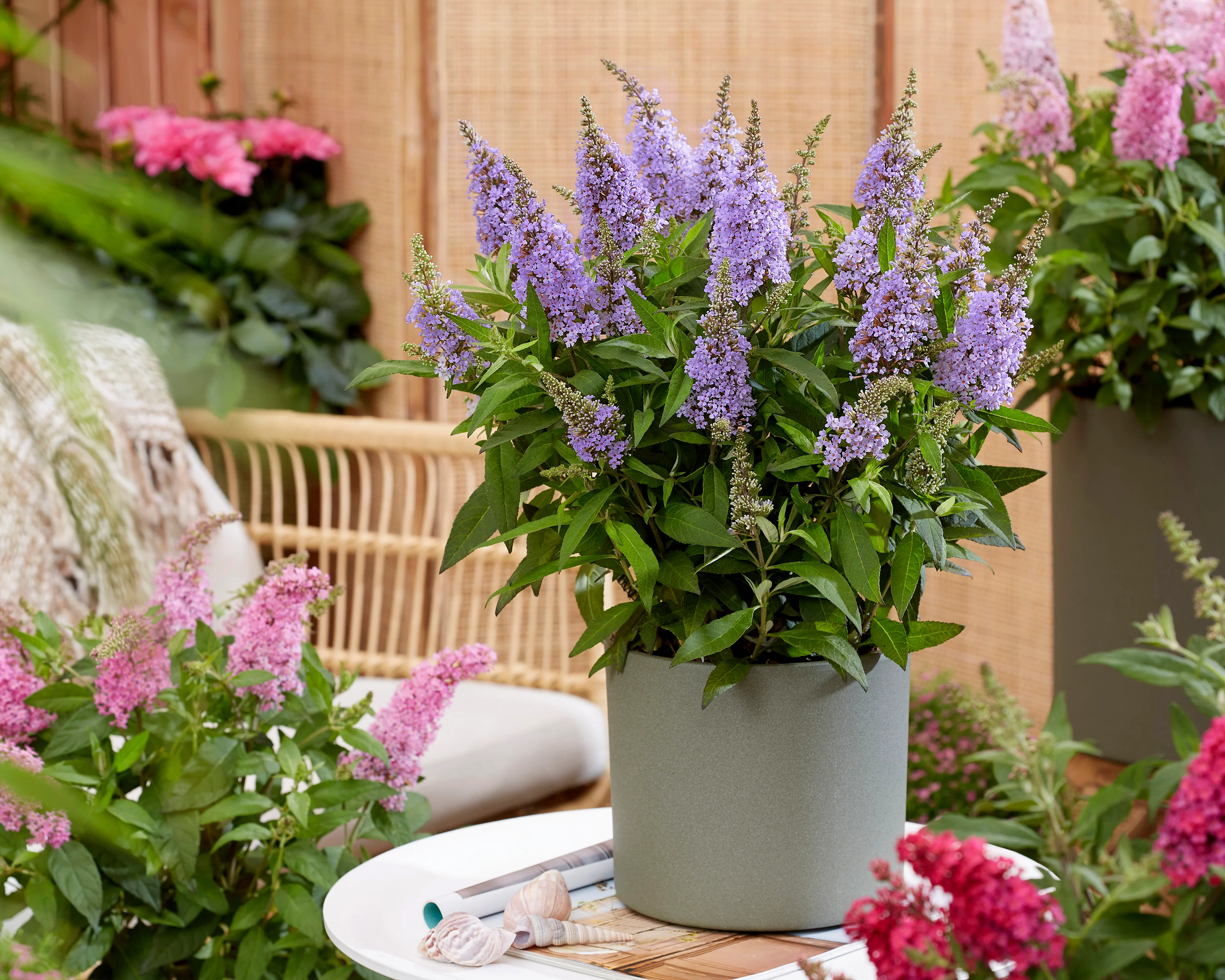 Buddleja 'Little Lila' - Image 3
