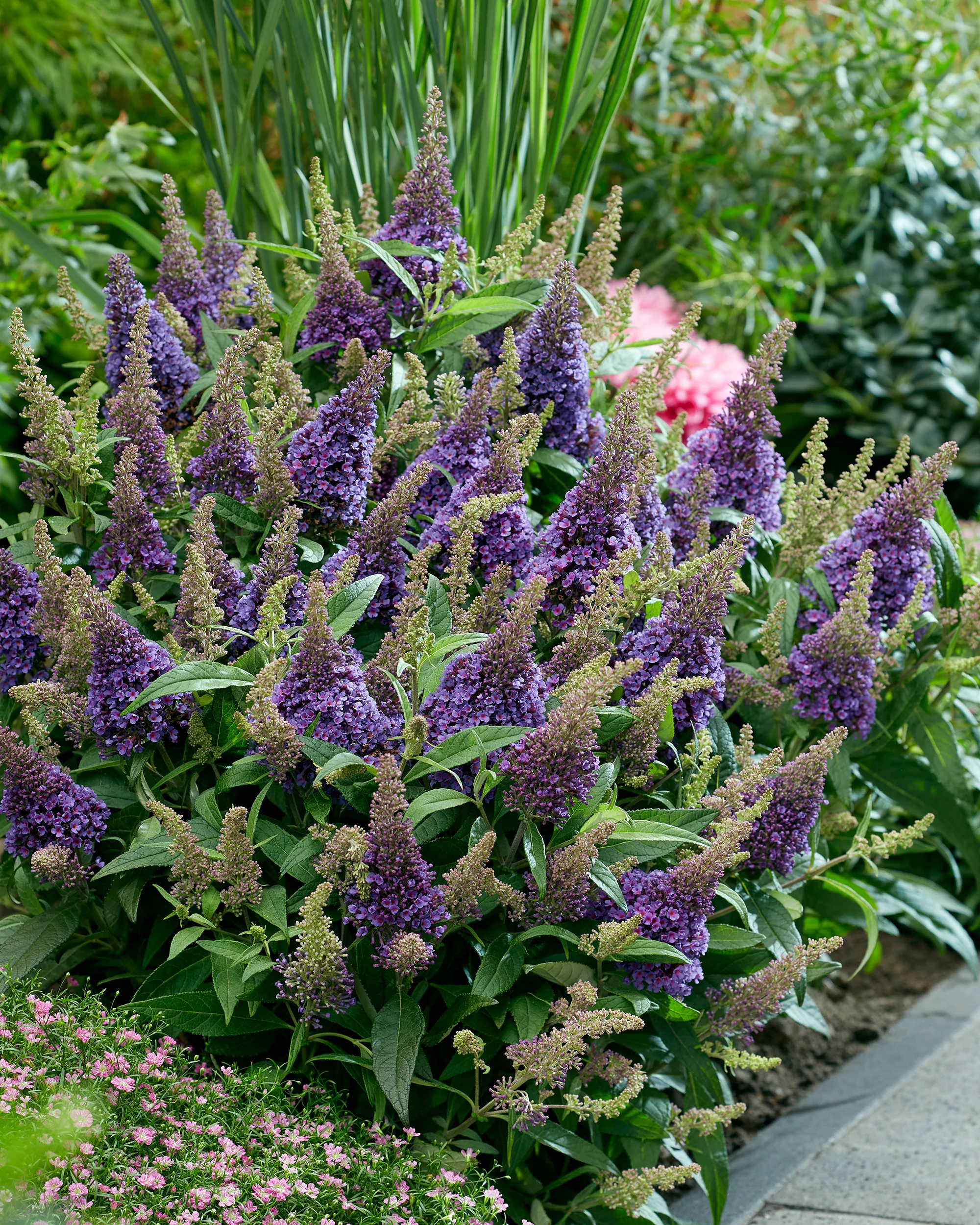 Buddleja 'Little Lila' - Image 4