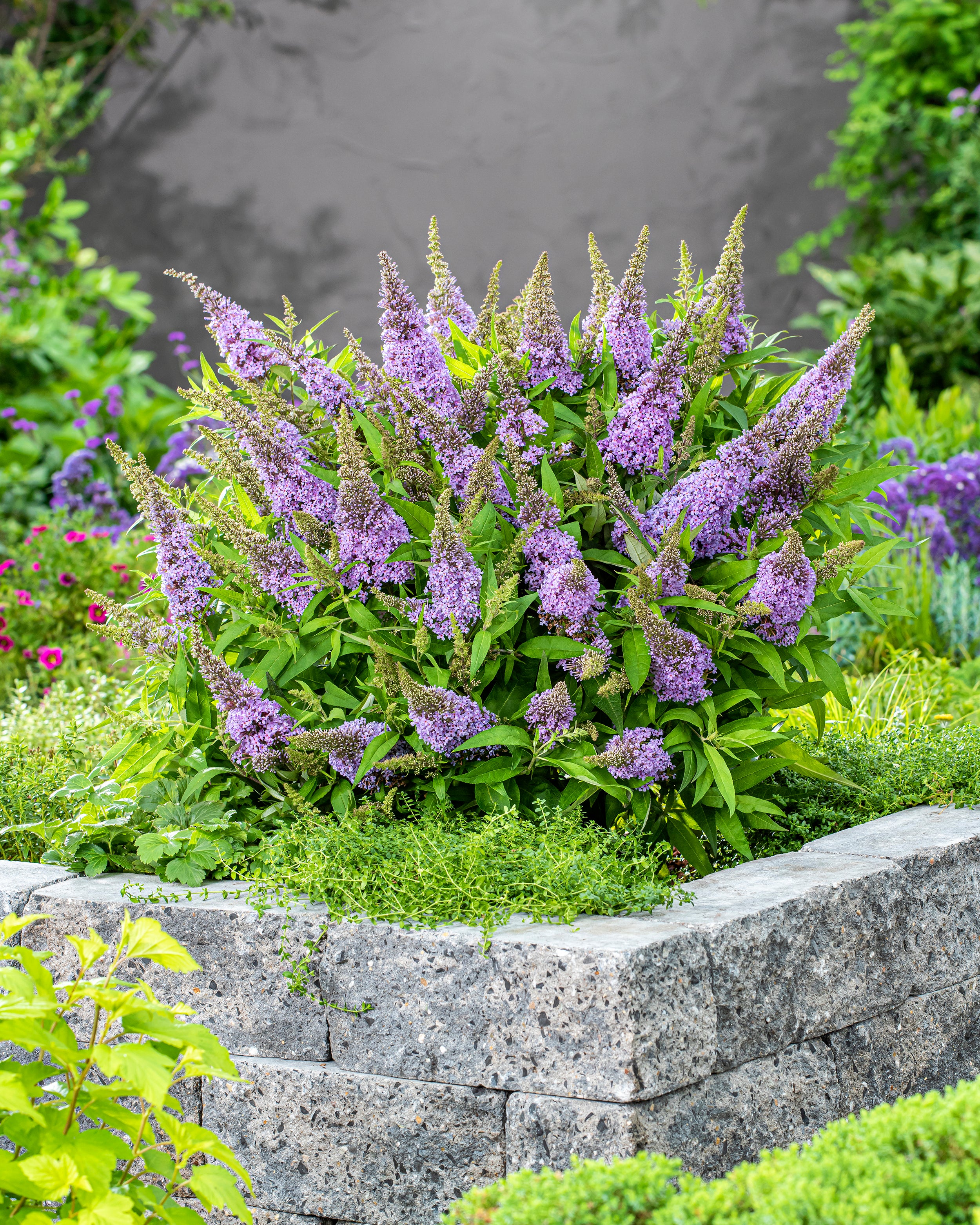 Buddleja 'Little Lila' - Image 5
