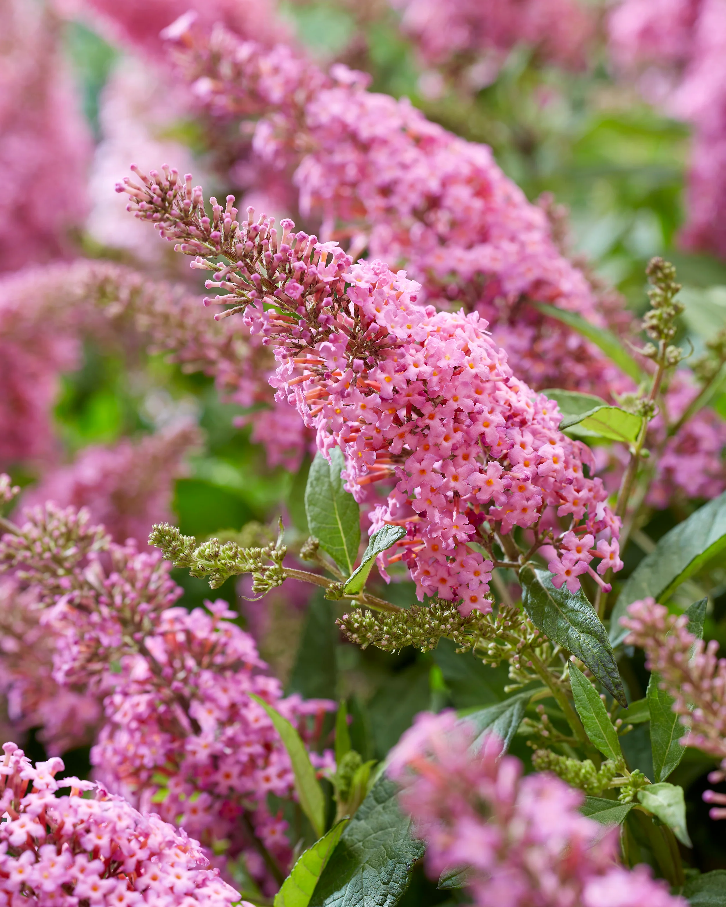 Buddleja 'Little Pink' - Image 2
