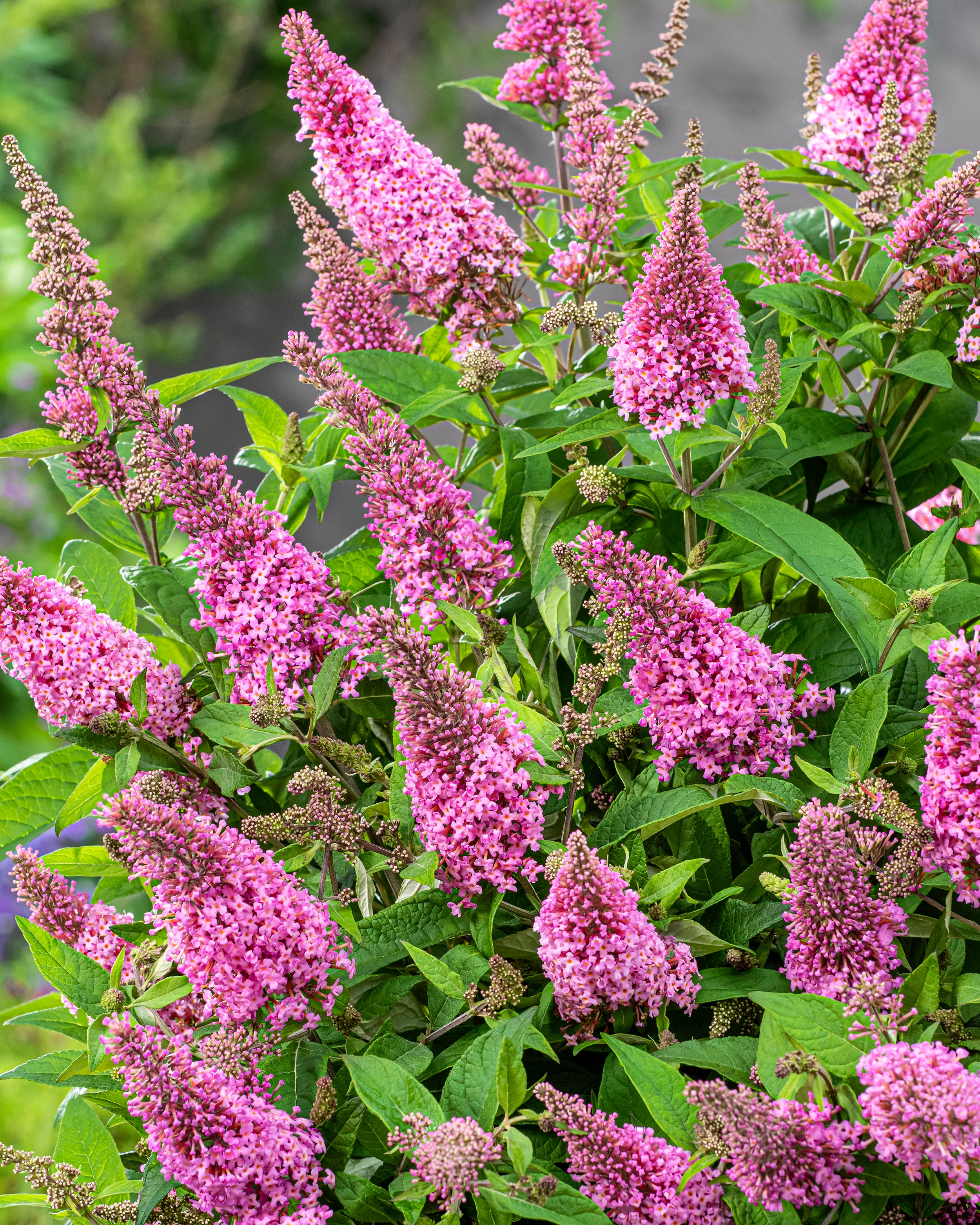 Buddleja 'Little Pink' - Image 6