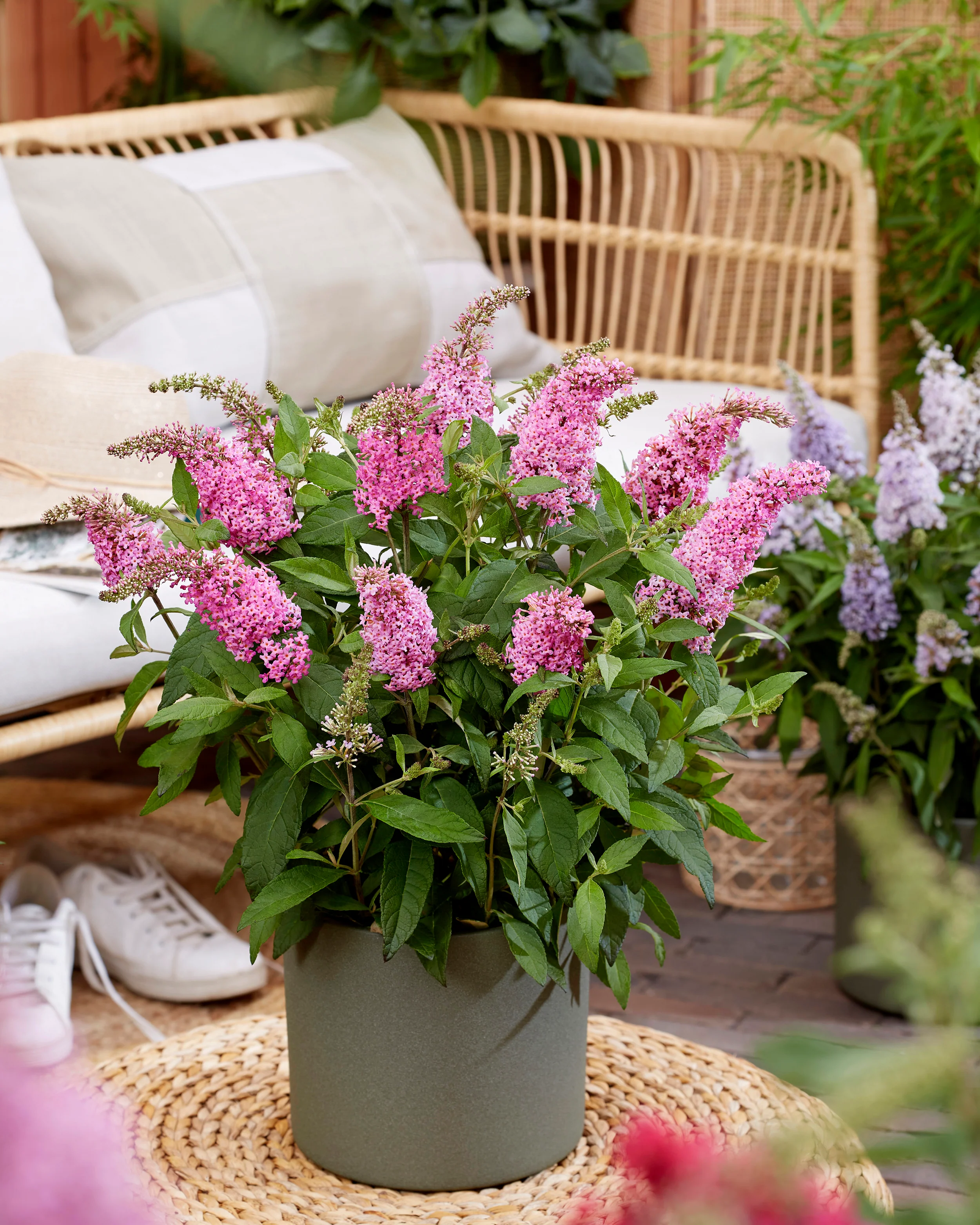 Buddleja 'Little Pink' - Image 9