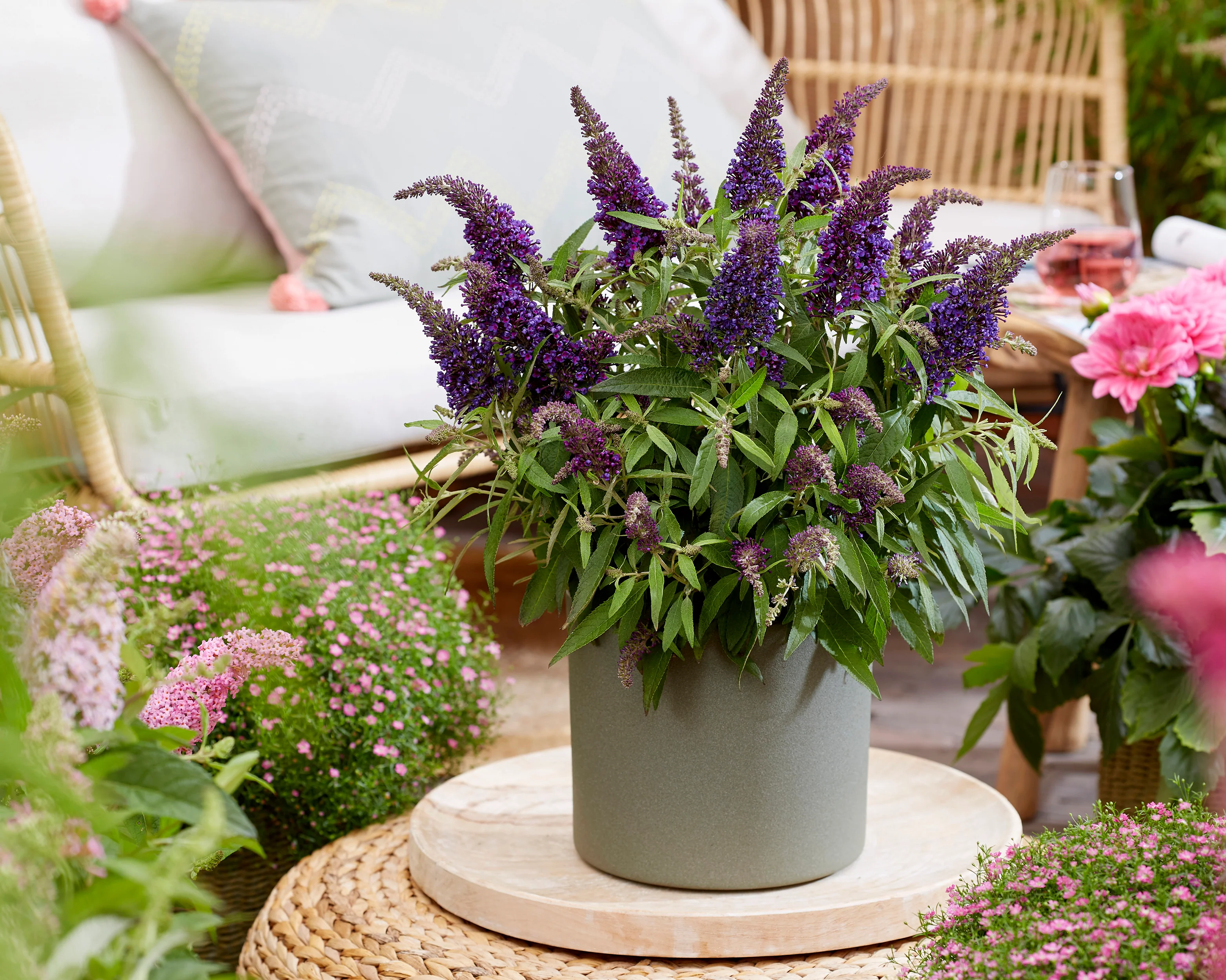 Buddleja 'Little Purple' - Image 4