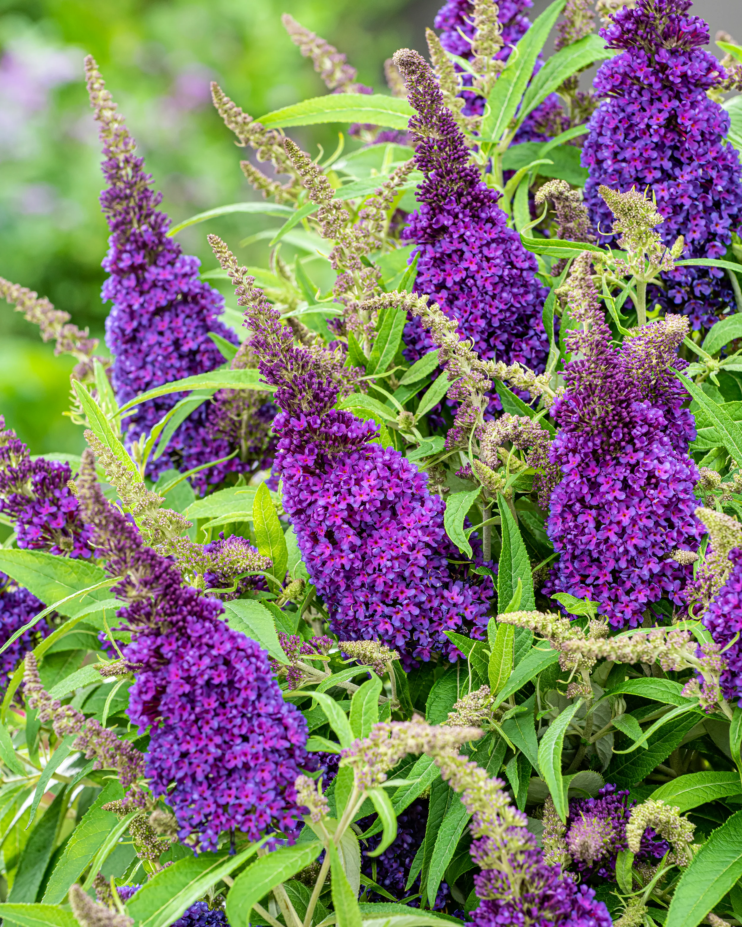Buddleja 'Little Purple' - Image 5