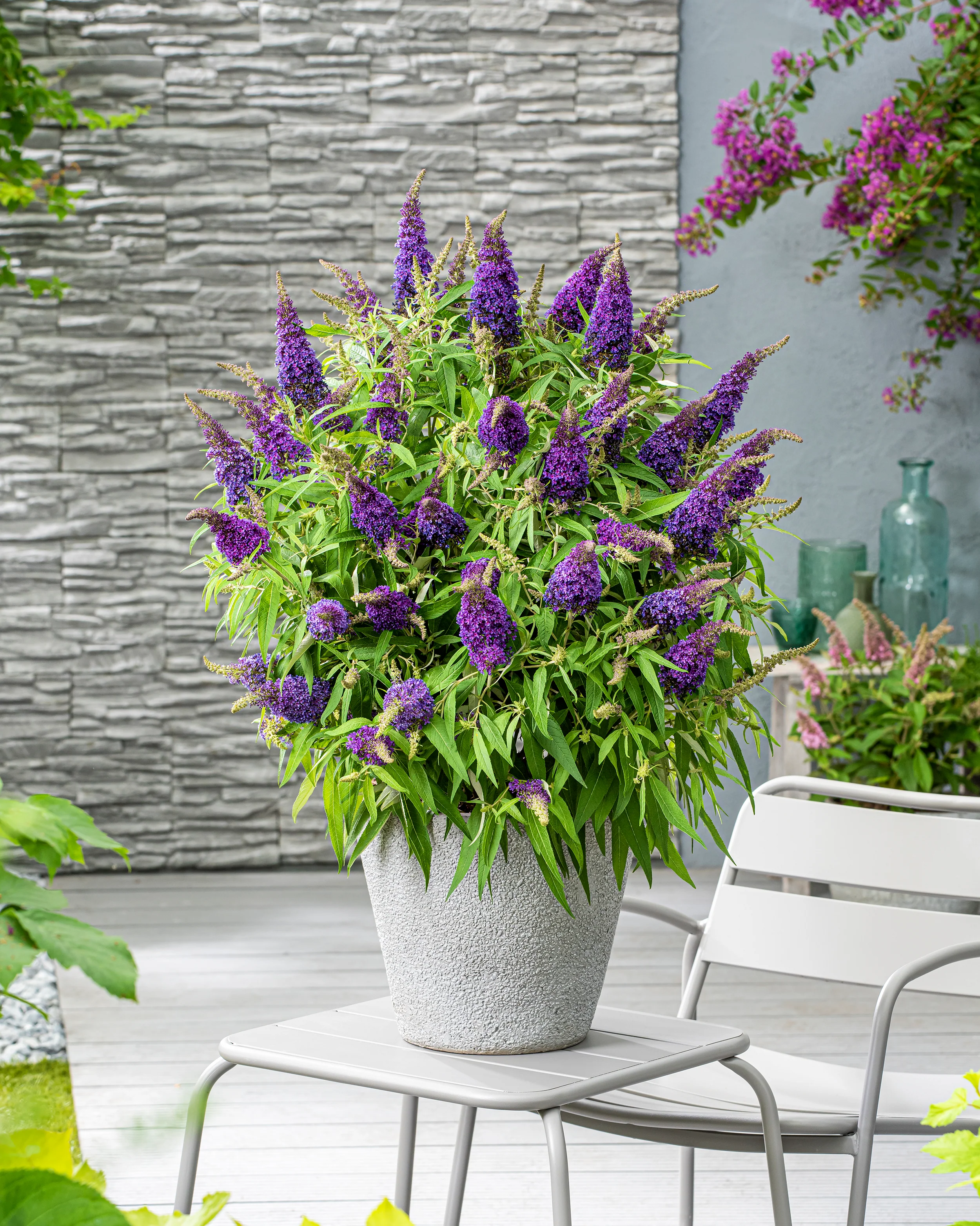 Buddleja 'Little Purple' - Image 7