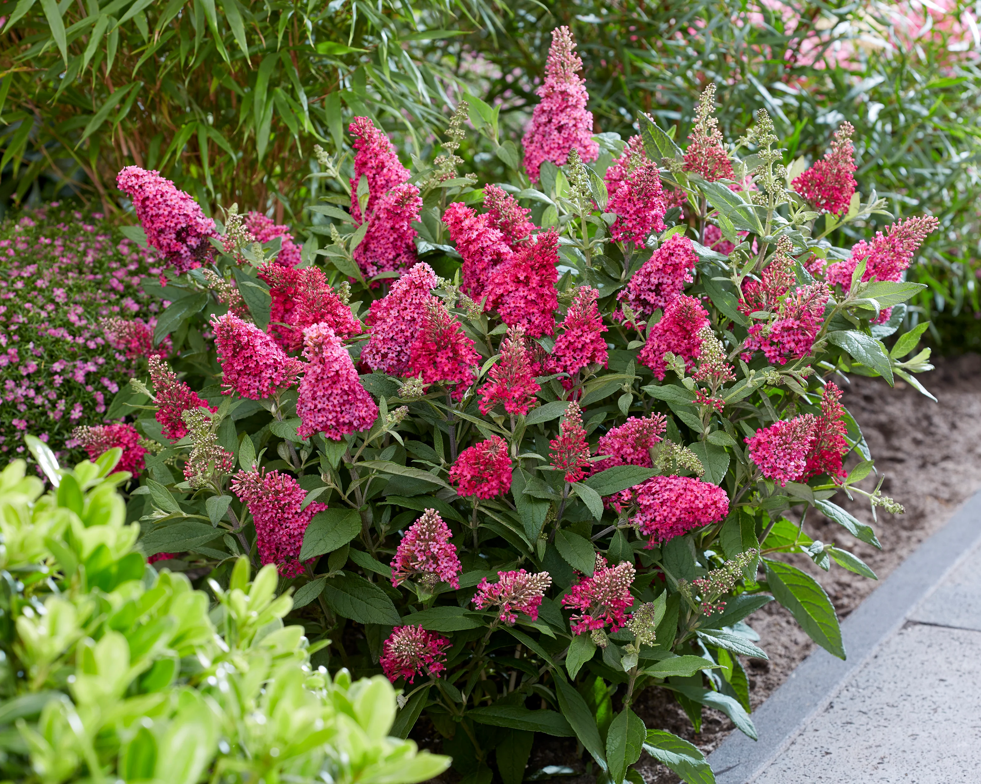 Buddleja 'Little Ruby' - Image 10